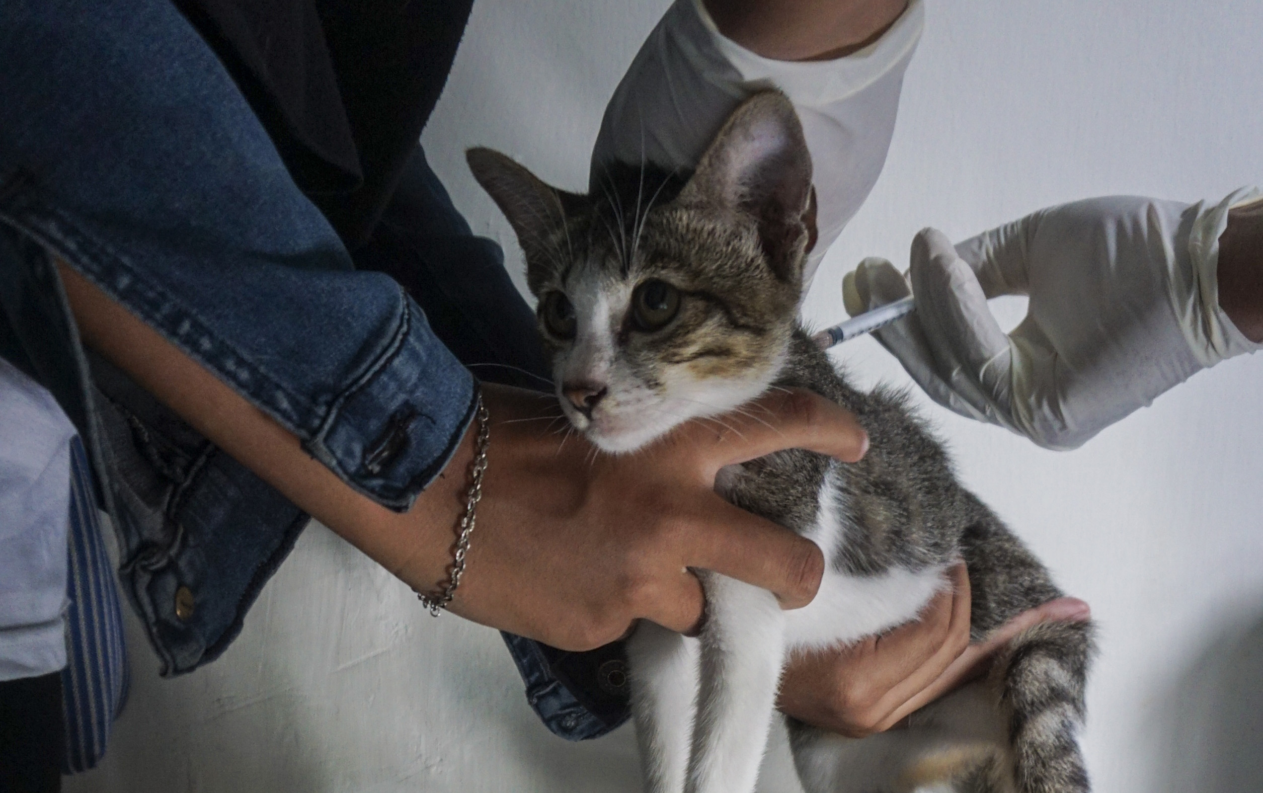 Vaksin Rabies Gratis