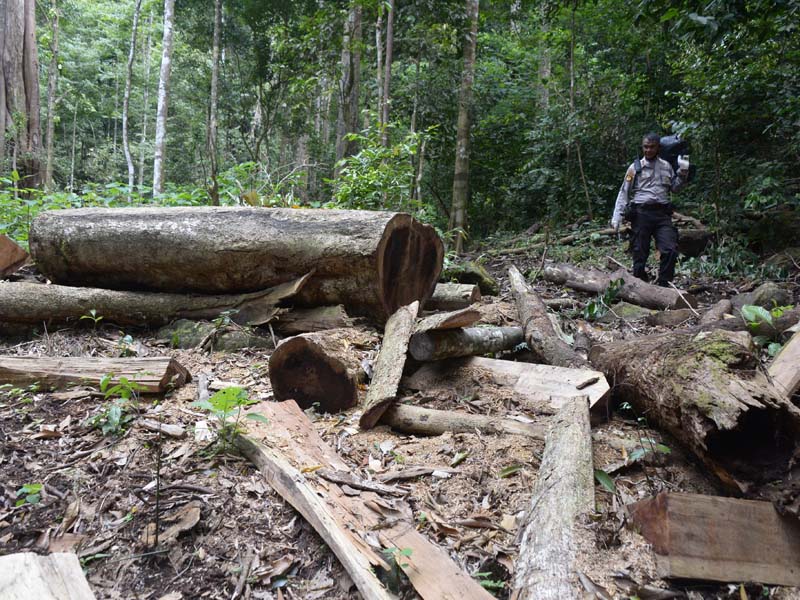 Pembalakan Liar Marak di Hutan Pegunungan Seulawah Aceh Besar