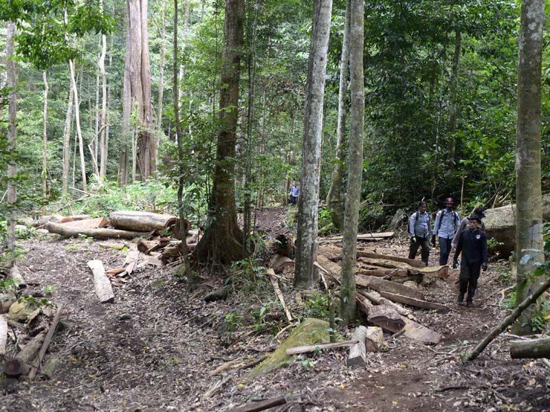Pembalakan Liar Marak di Hutan Pegunungan Seulawah Aceh Besar
