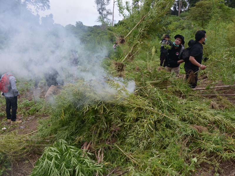 Pemusnahan Tanaman Ganja
