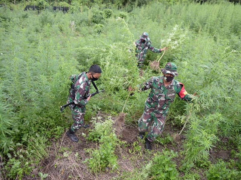 Pemusnahan Tanaman Ganja