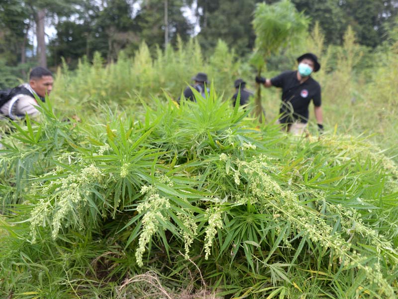 Pemusnahan Tanaman Ganja
