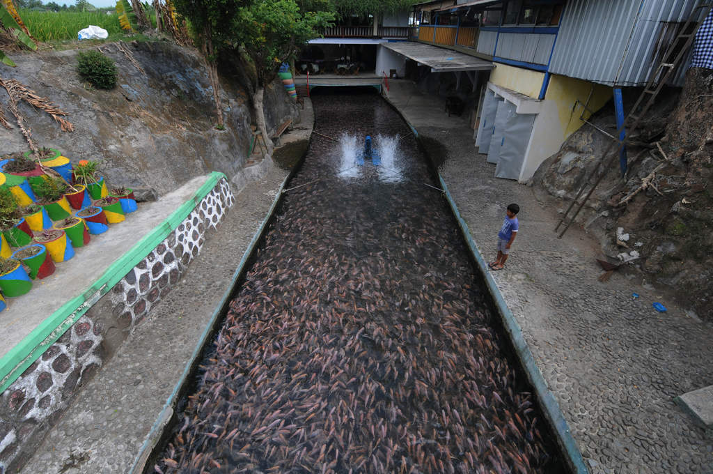 Budidaya Ikan Nila di Saluran Air 