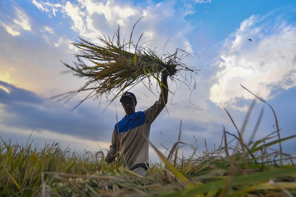 Stok Pangan Aman Hingga Akhir Tahun