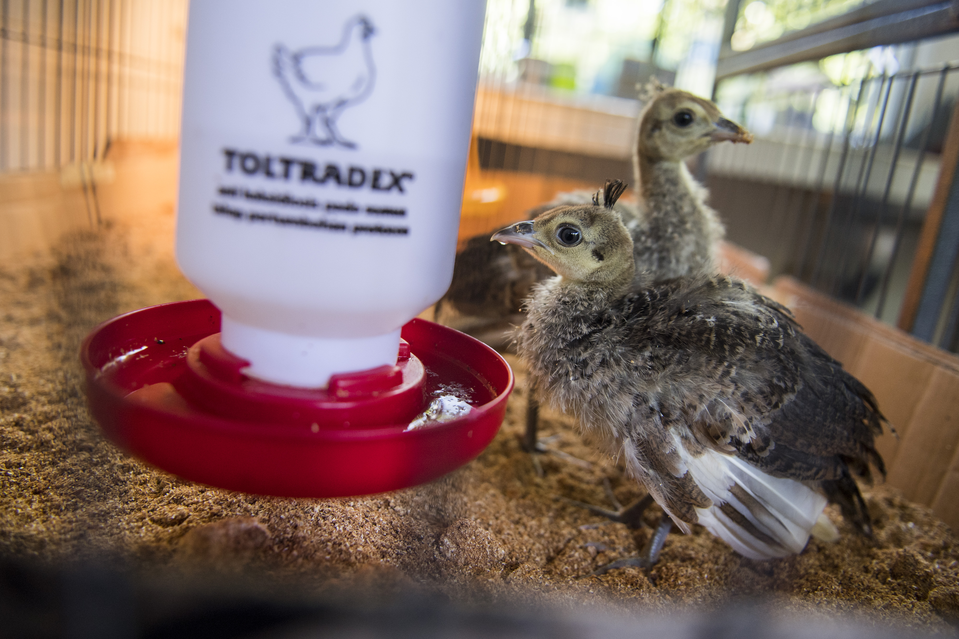 Pengembangbiakan Burung Merak Hijau