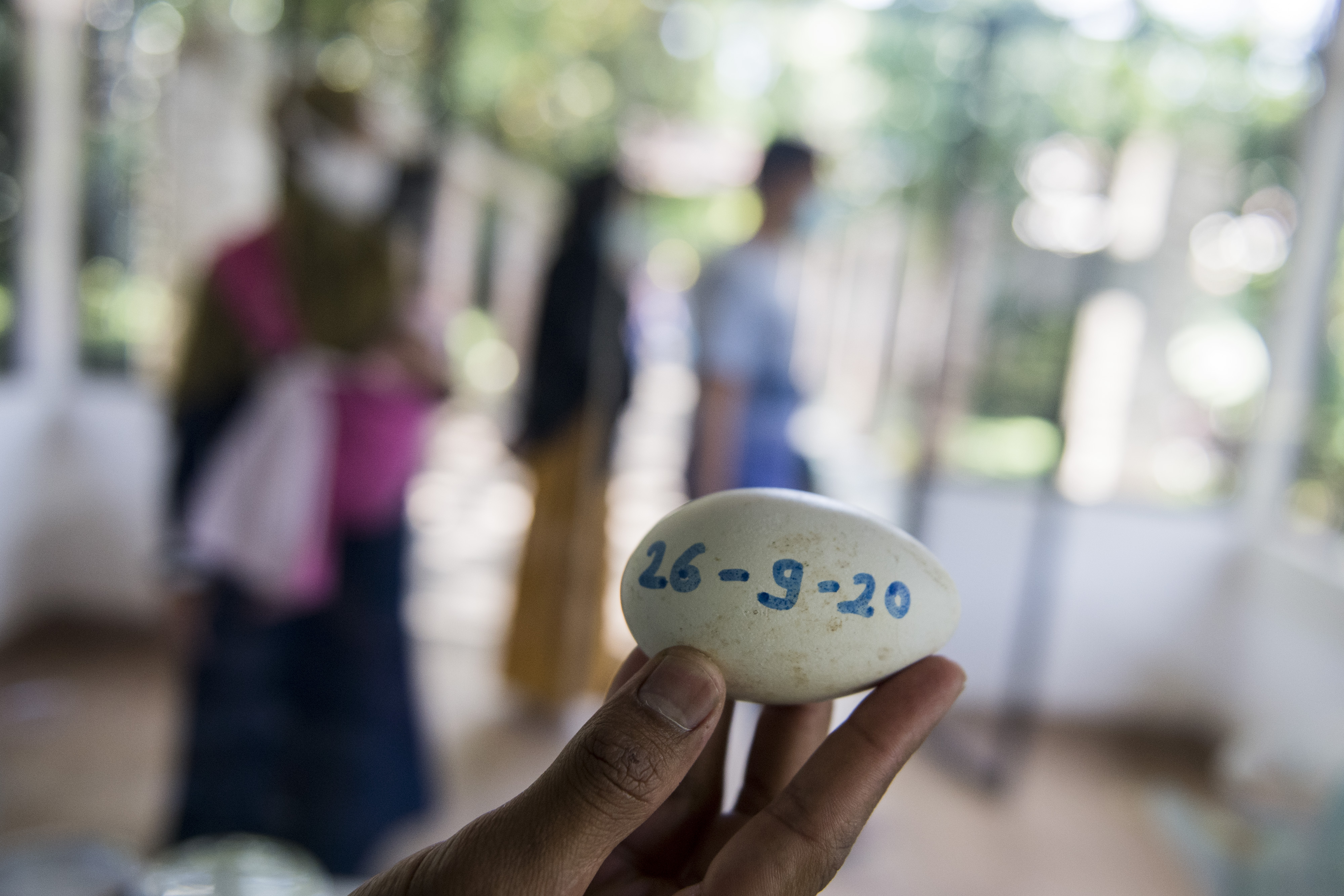 Pengembangbiakan Burung Merak Hijau