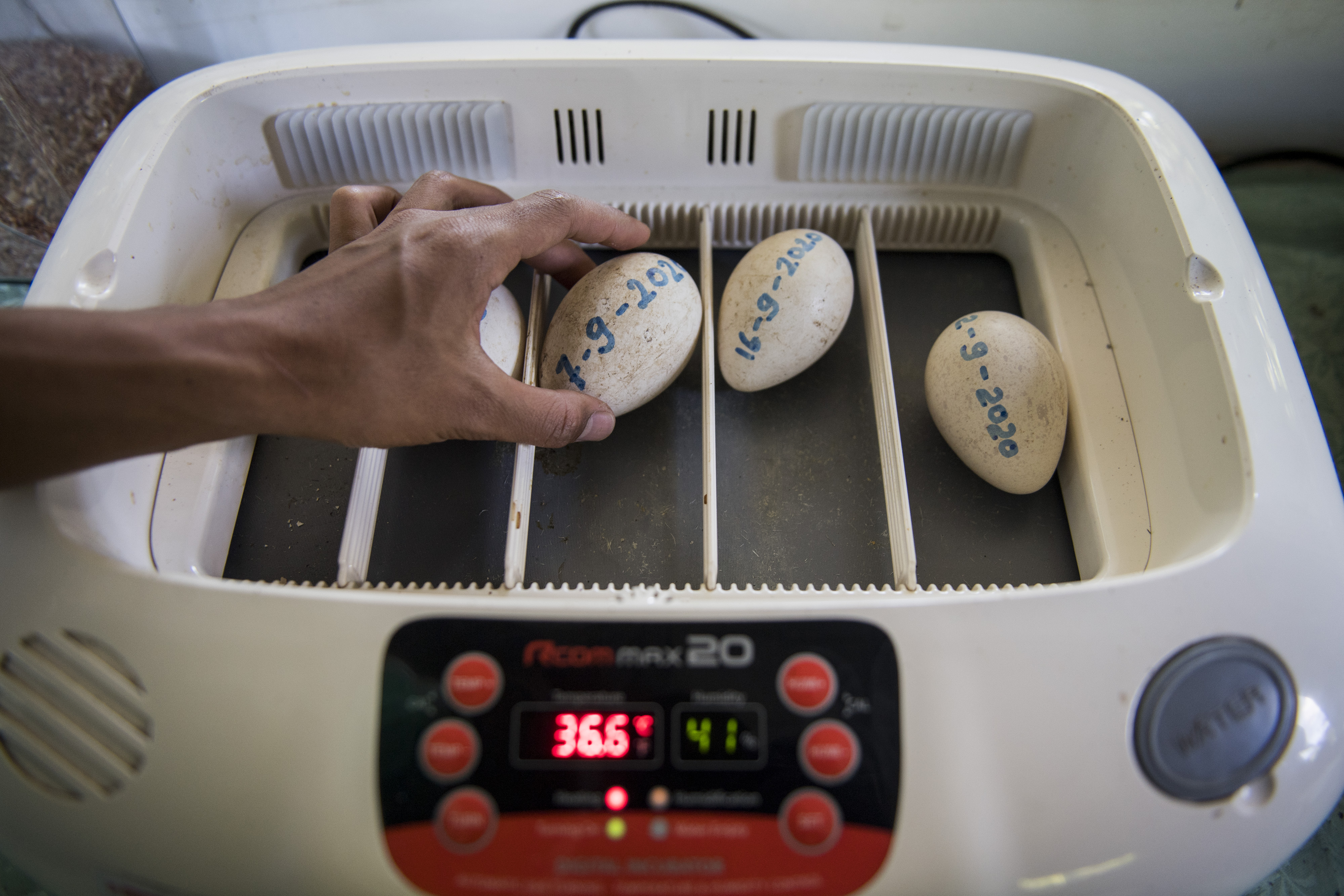 Pengembangbiakan Burung Merak Hijau
