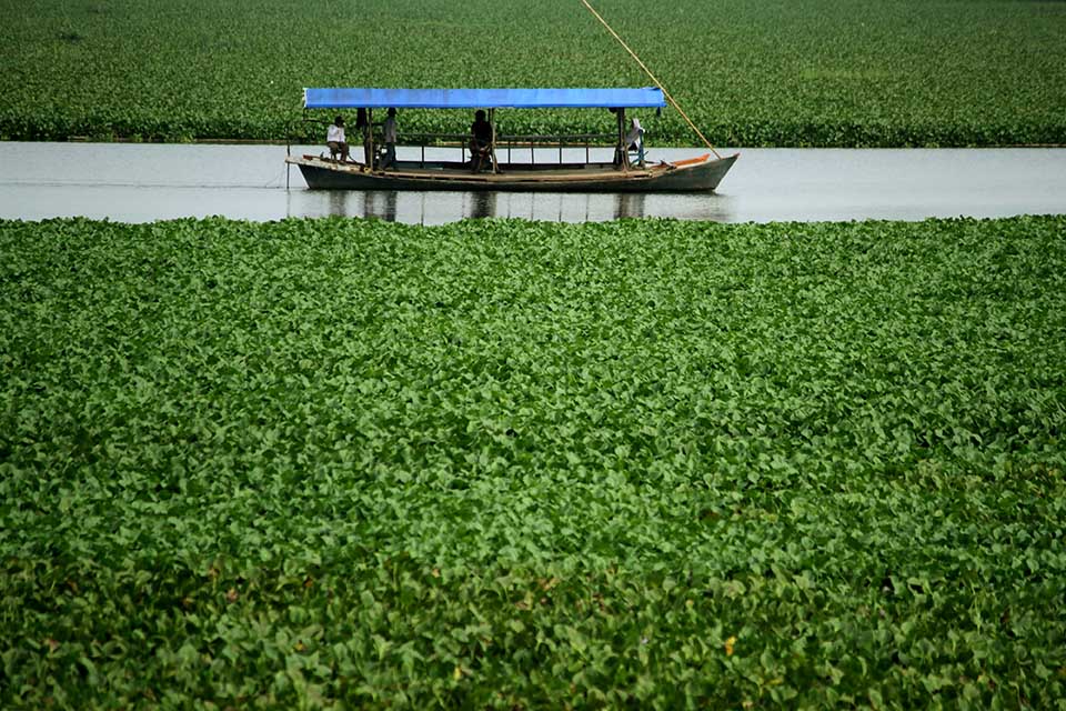 Sungai Jeneberang Dipenuhi Eceng Gondok