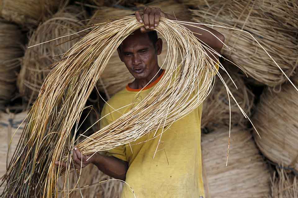 Produksi Rotan Untuk Hilirisasi Industri