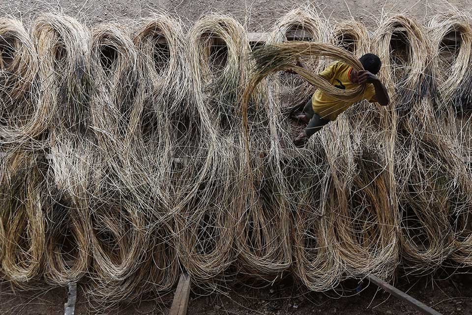 Produksi Rotan Untuk Hilirisasi Industri