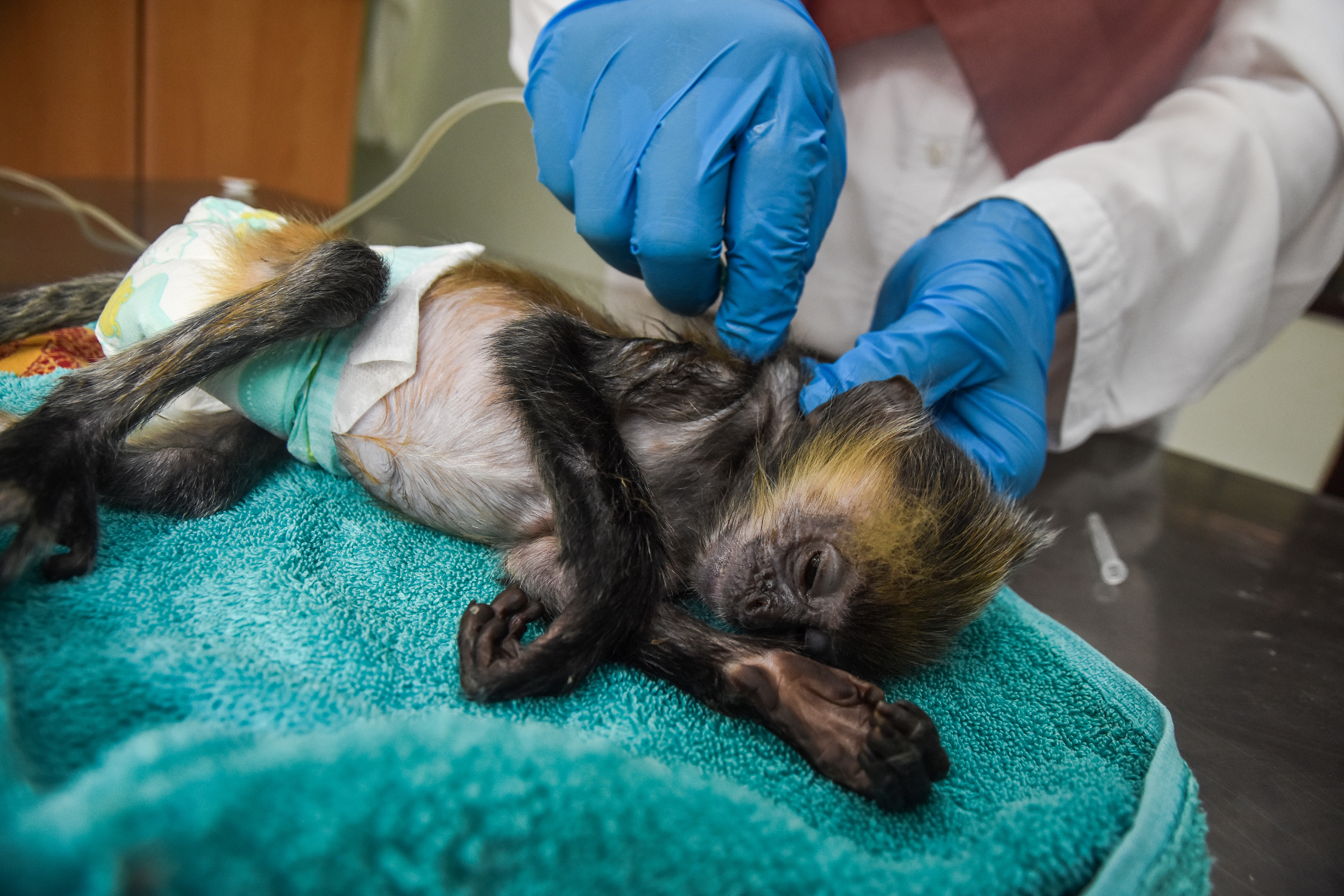 Klinik Satwa di Riau