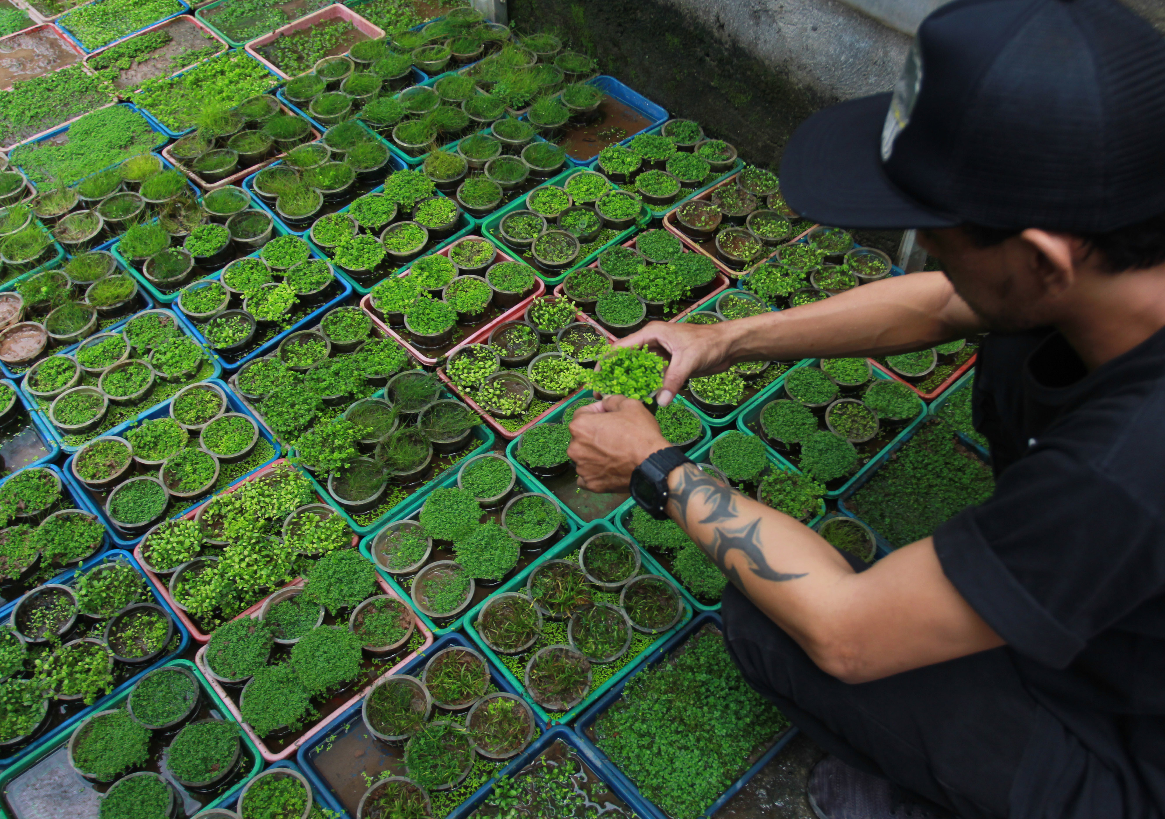 Budi Daya Tanaman Air