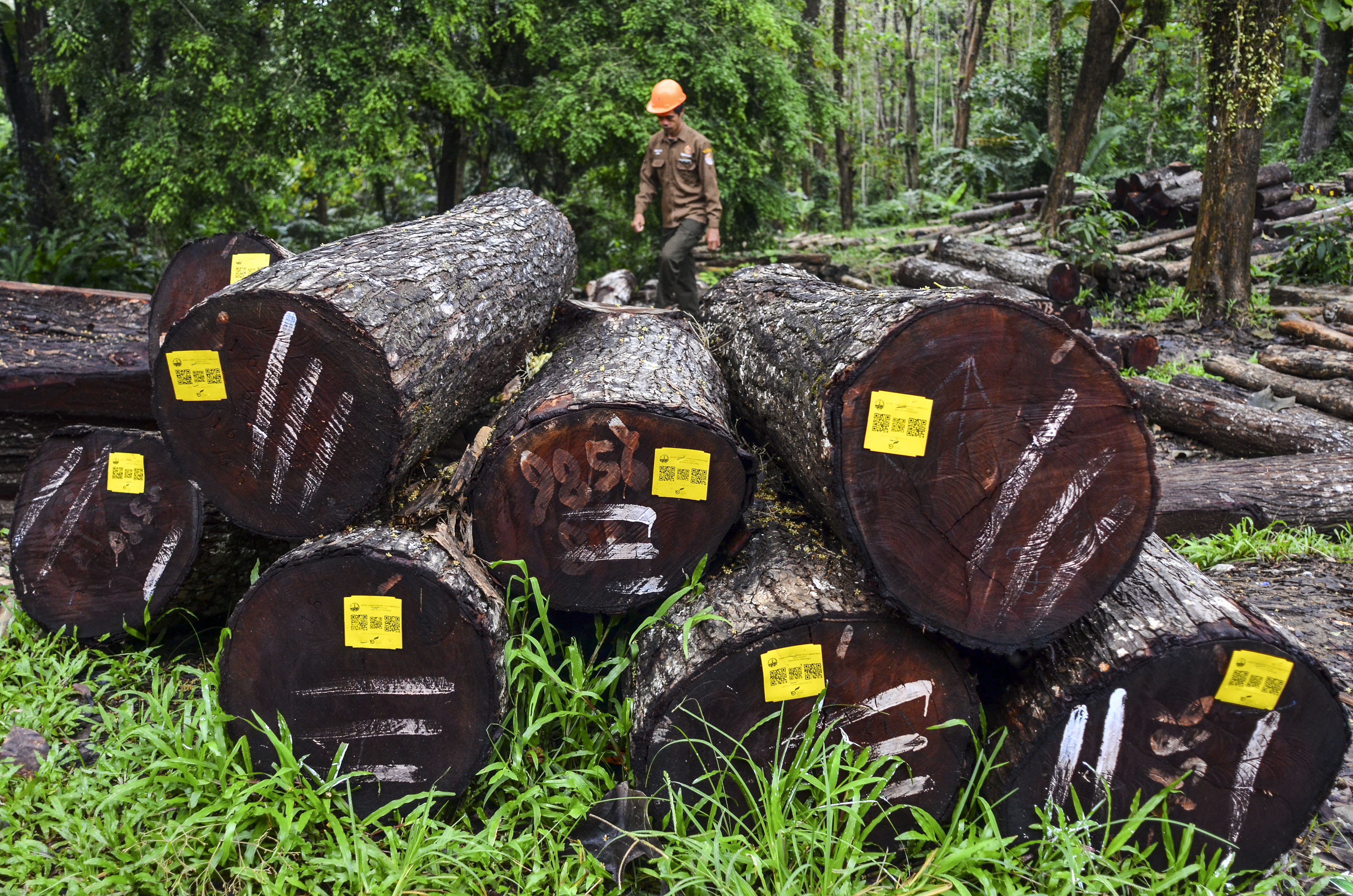  Kayu Perhutani Ciamis Diminati  Pasar Eropa dan Asia 