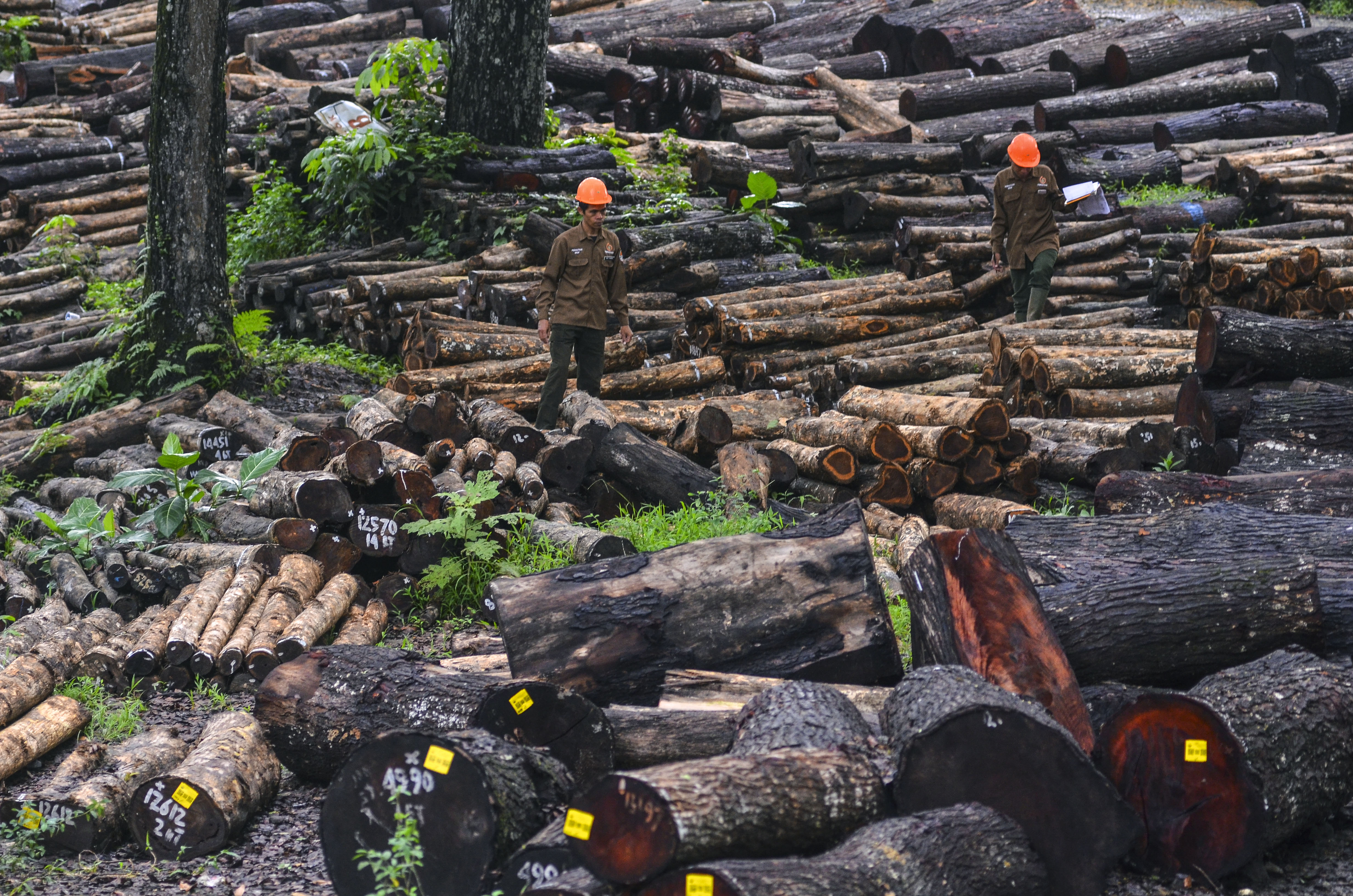  Kayu Perhutani Ciamis Diminati  Pasar Eropa dan Asia 