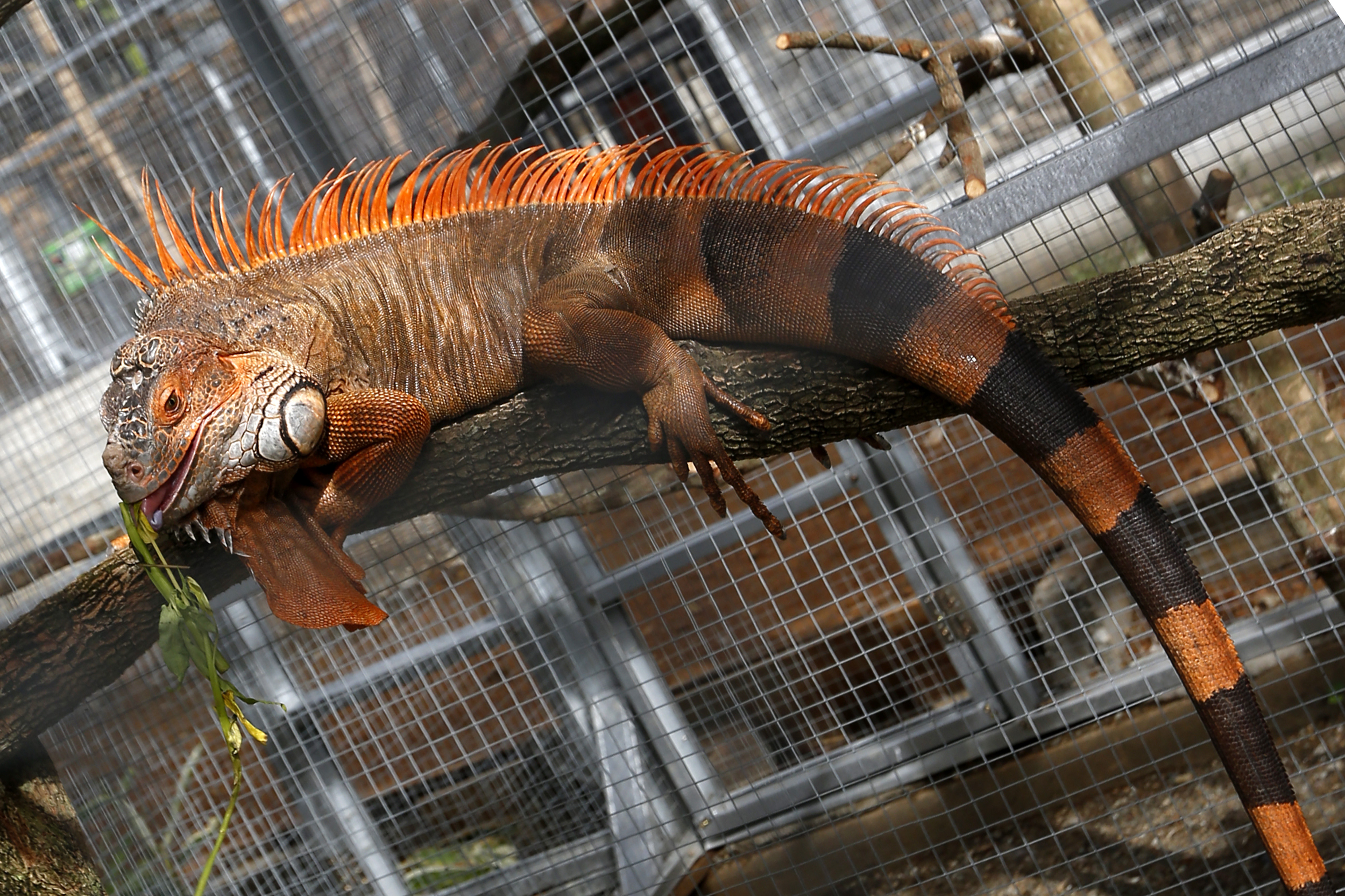 Koleksi Satwa di Taman Rusa Aceh Besar