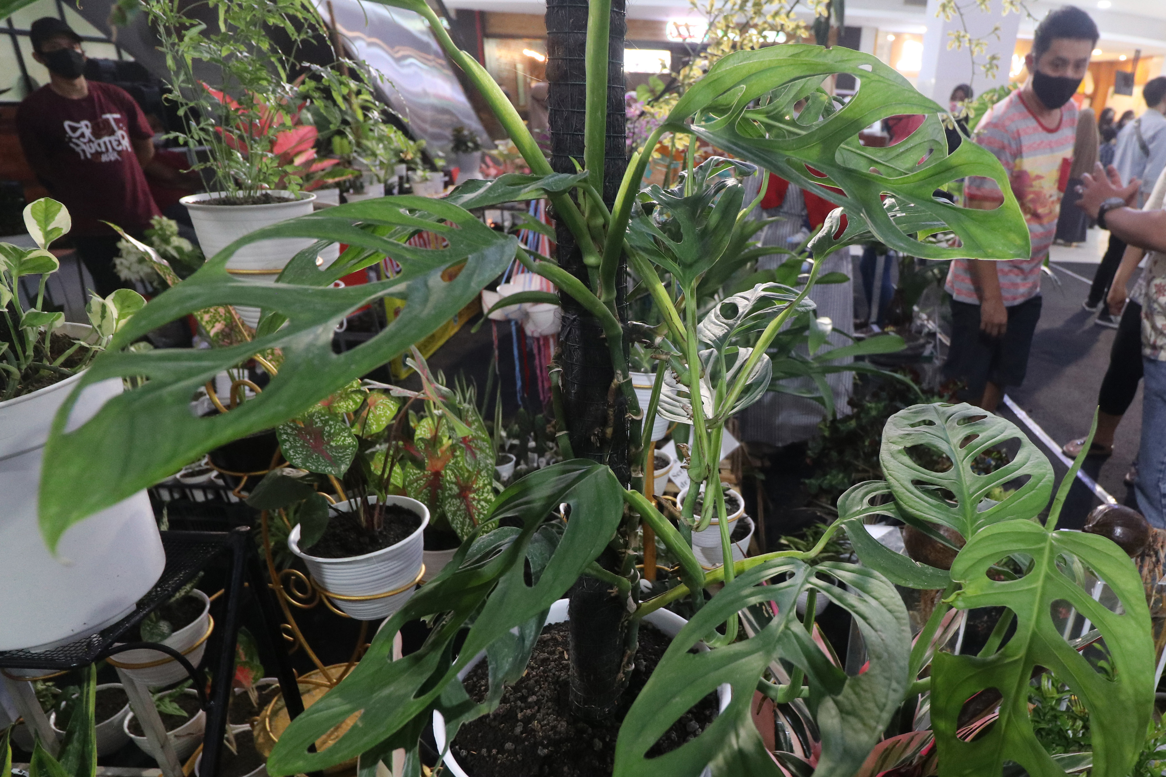 Pameran Tanaman Hias di Kediri