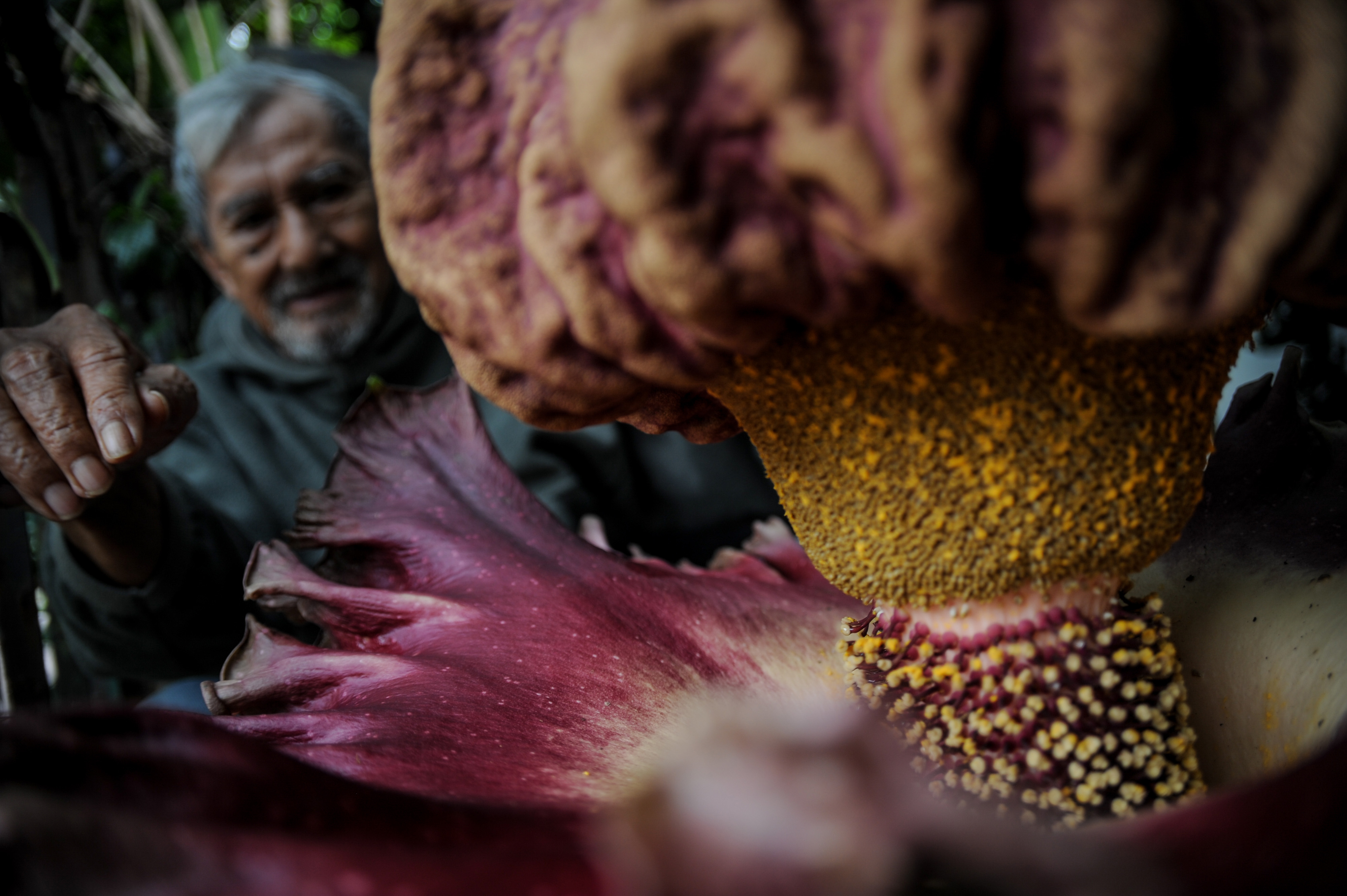 Bunga Bangkai  Mekar di Pekarangan