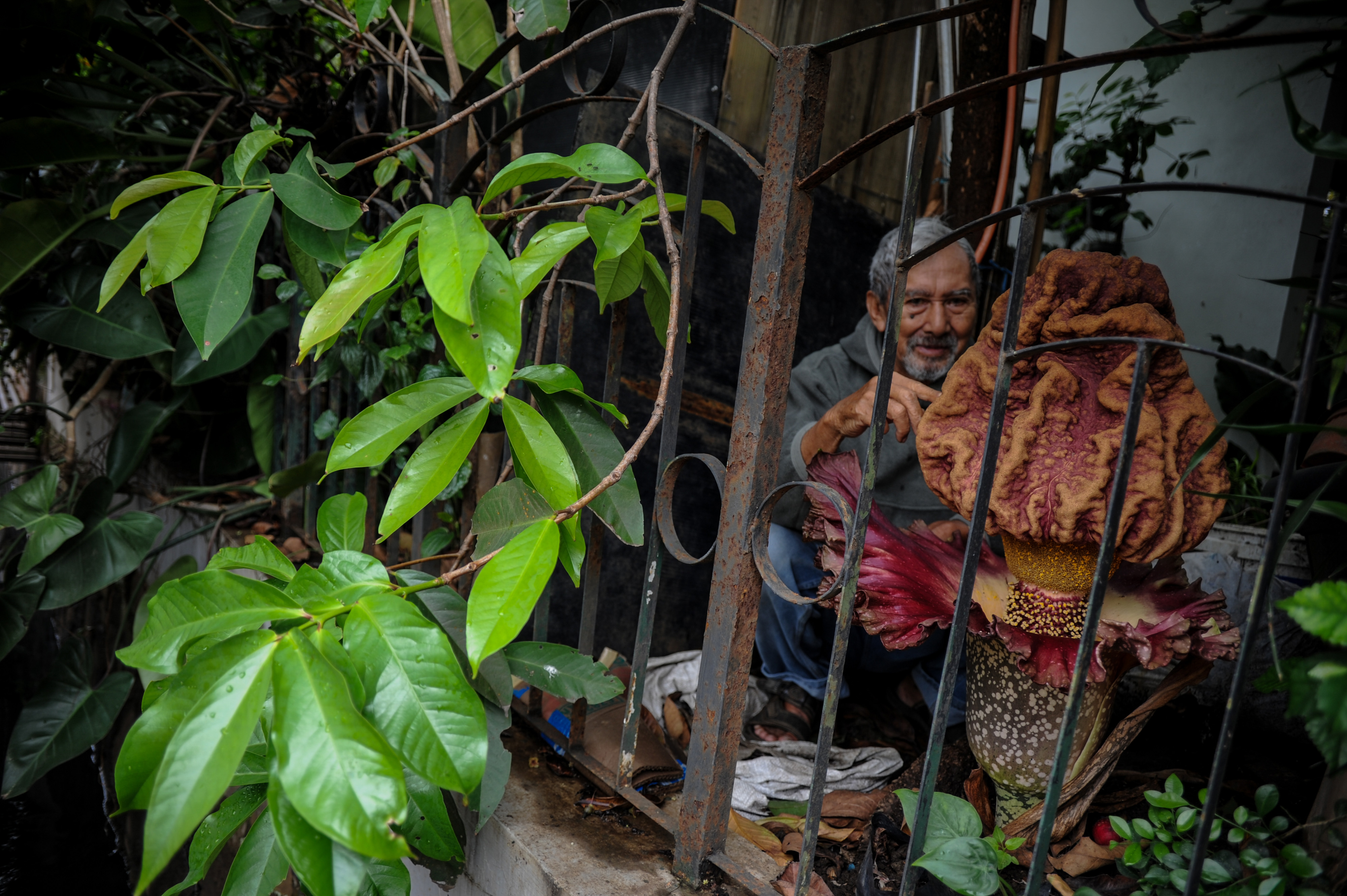 Bunga Bangkai  Mekar di Pekarangan