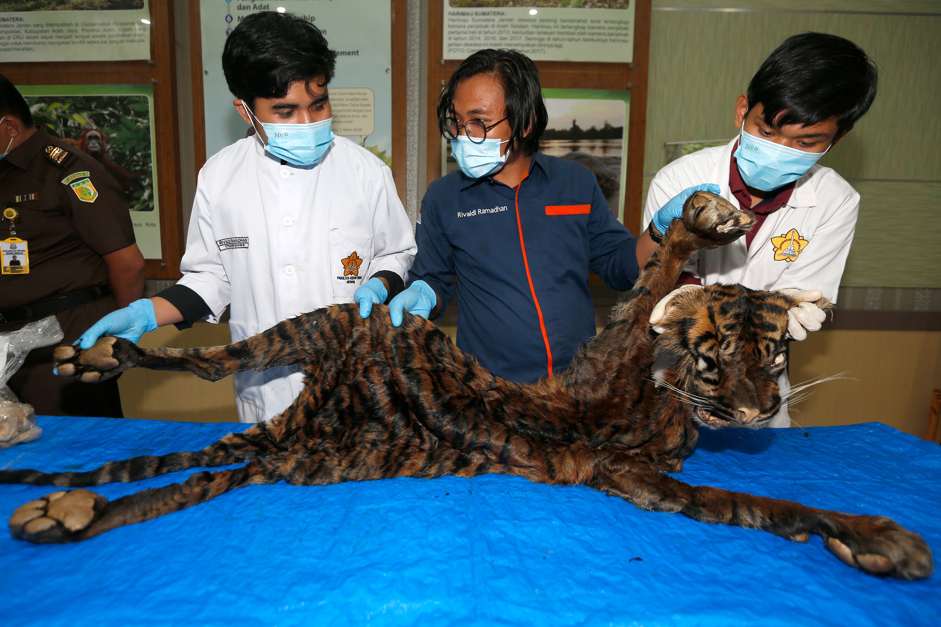 Kulit Harimau Sumatra 