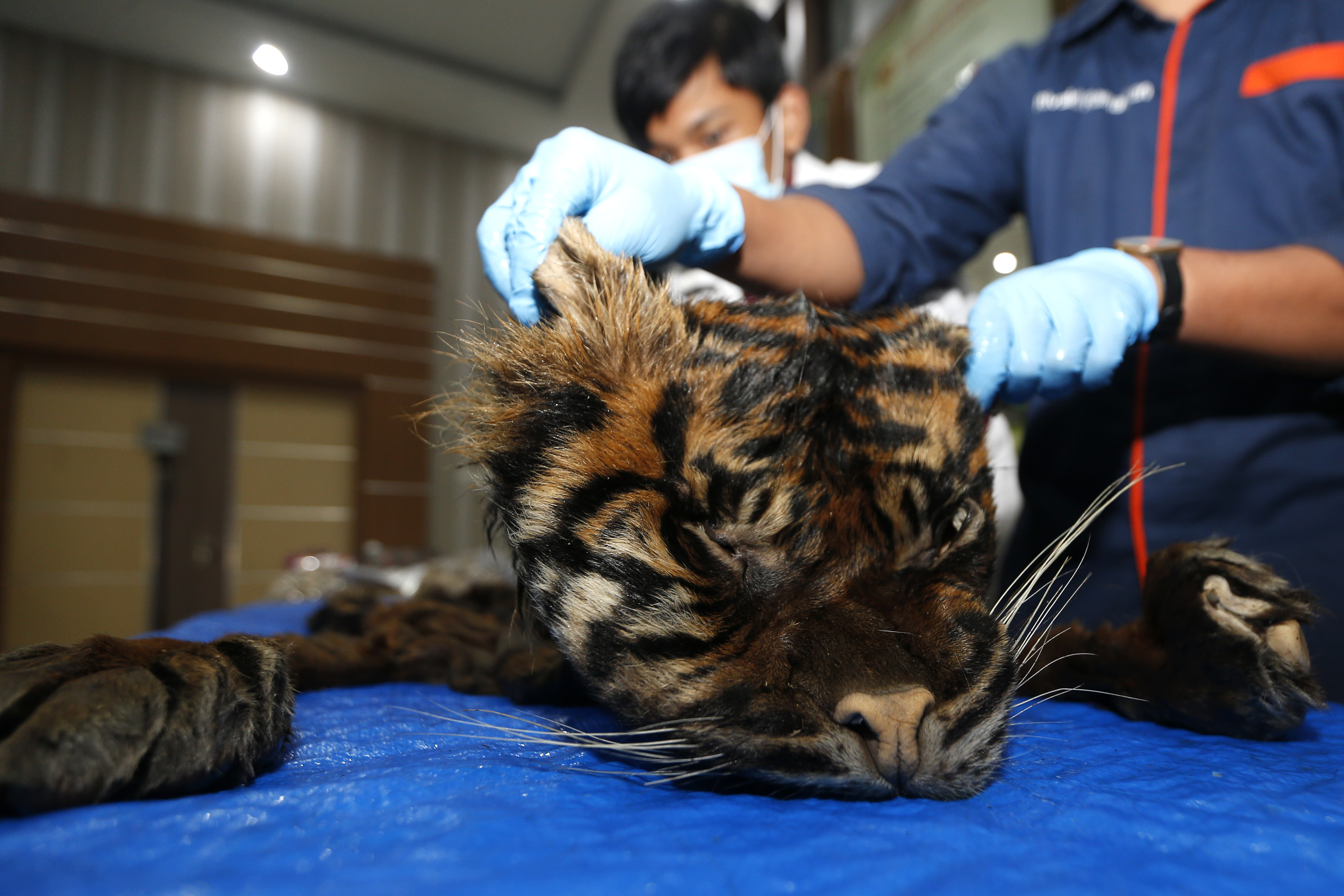 Kulit Harimau Sumatra 