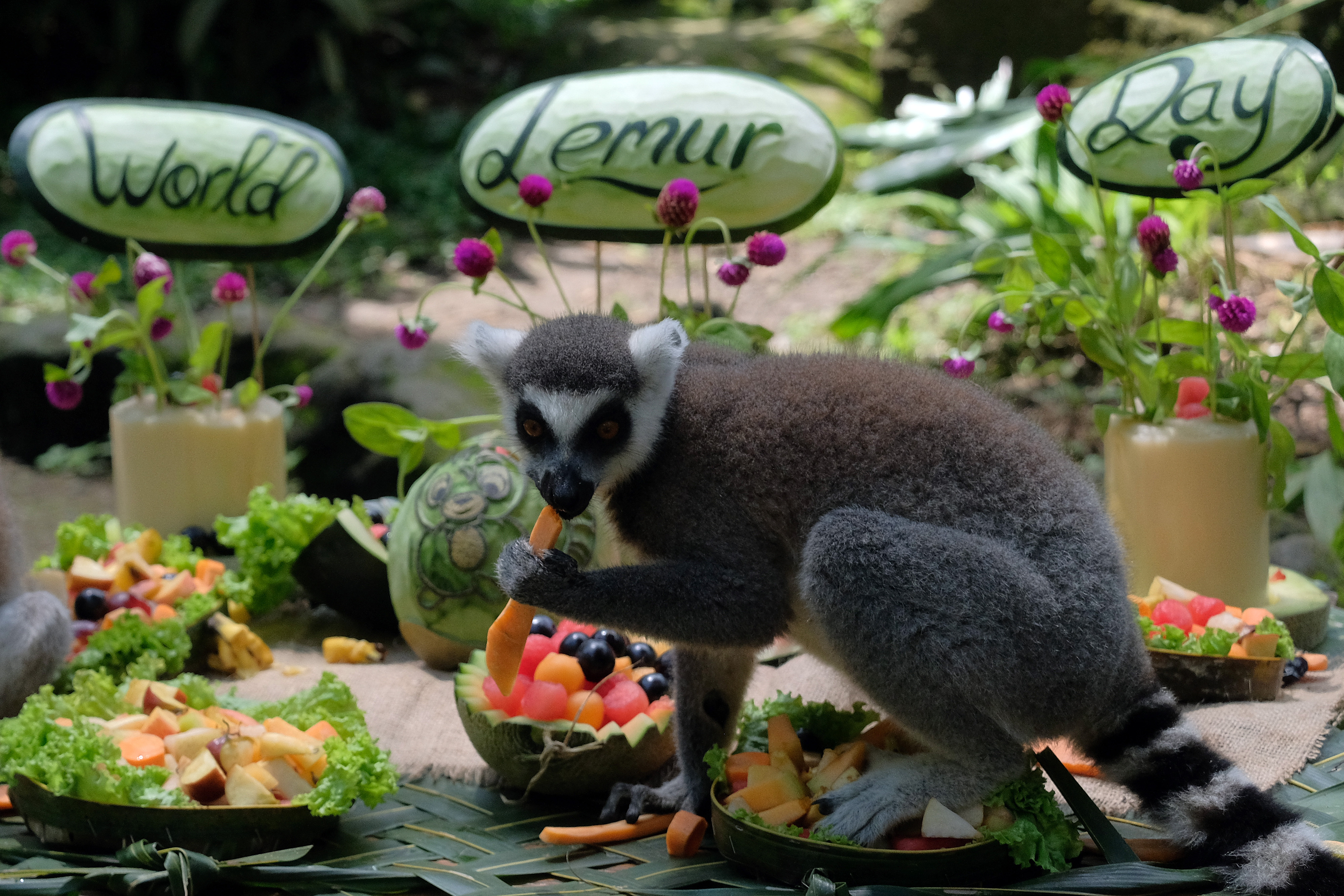 Perayaan Hari Lemur Sedunia