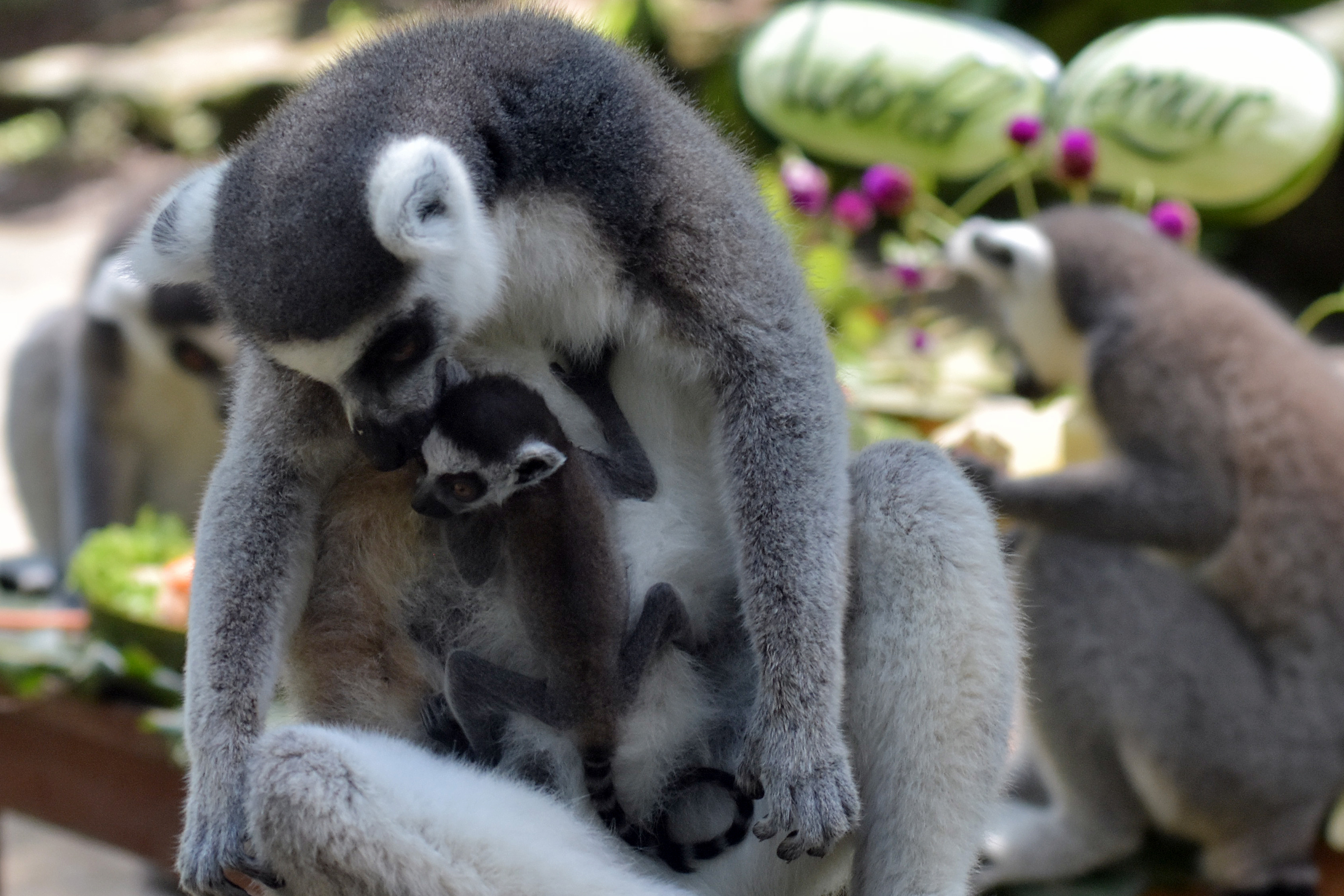 Perayaan Hari Lemur Sedunia