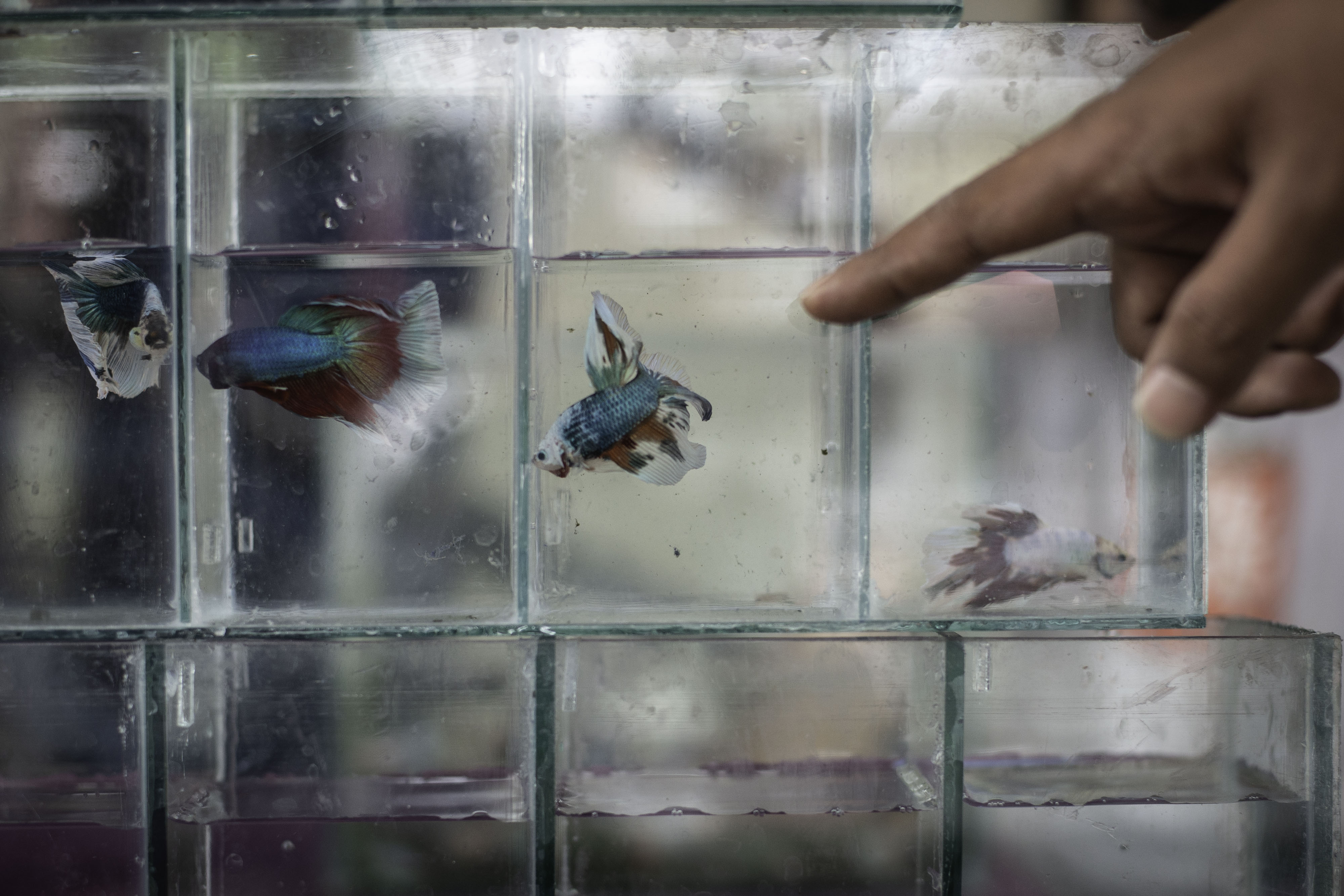 Pameran dan Bazar Ikan Cupang 