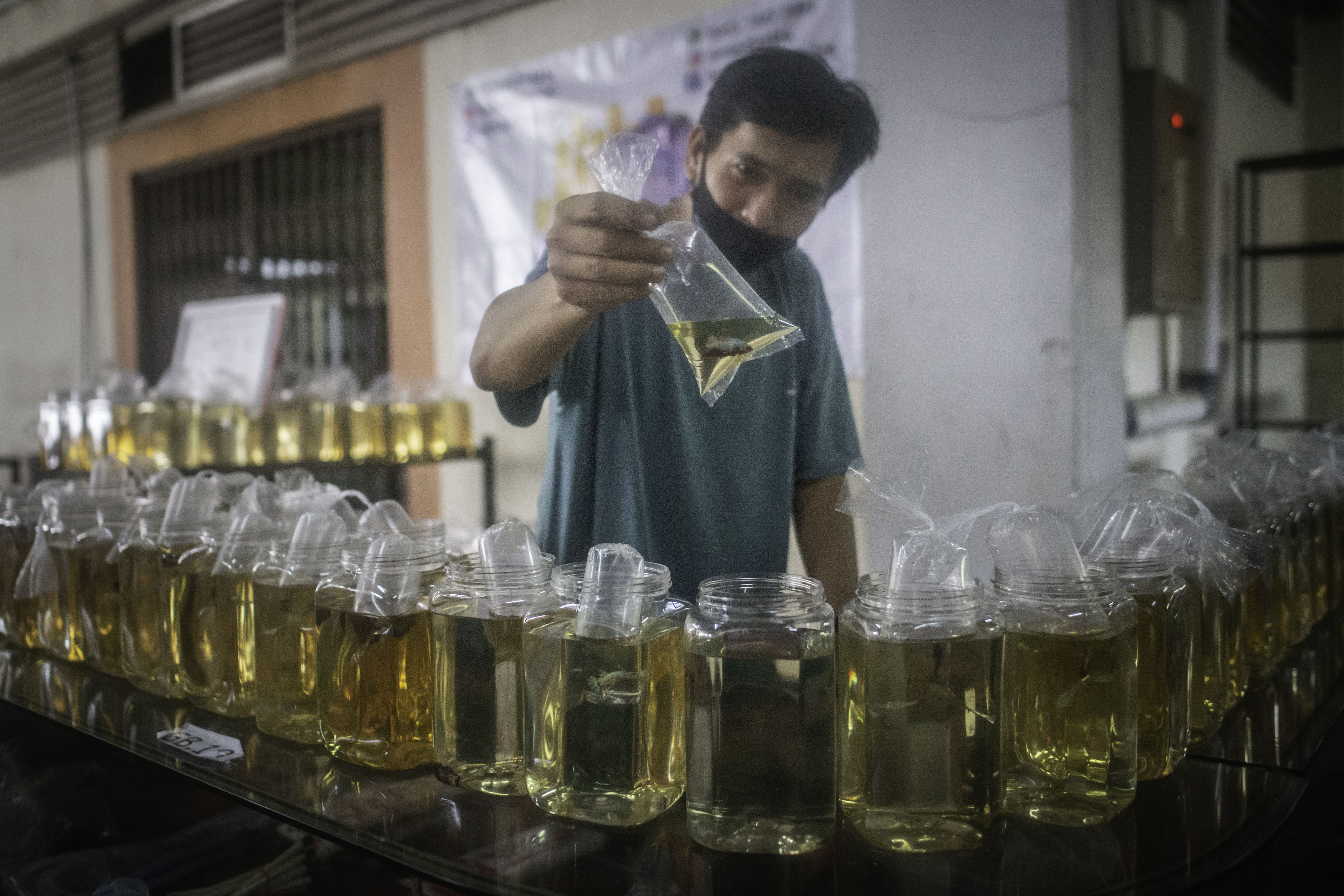 Pameran dan Bazar Ikan Cupang 