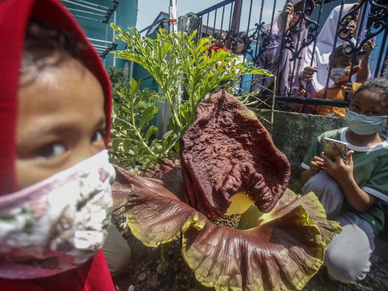 Bunga Bangkai Mekar di Rumah Warga