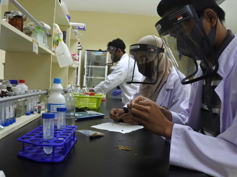 Bibit Padi Anti Hipertensi