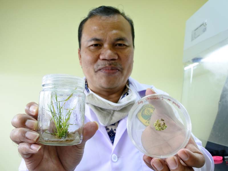 Bibit Padi Anti Hipertensi