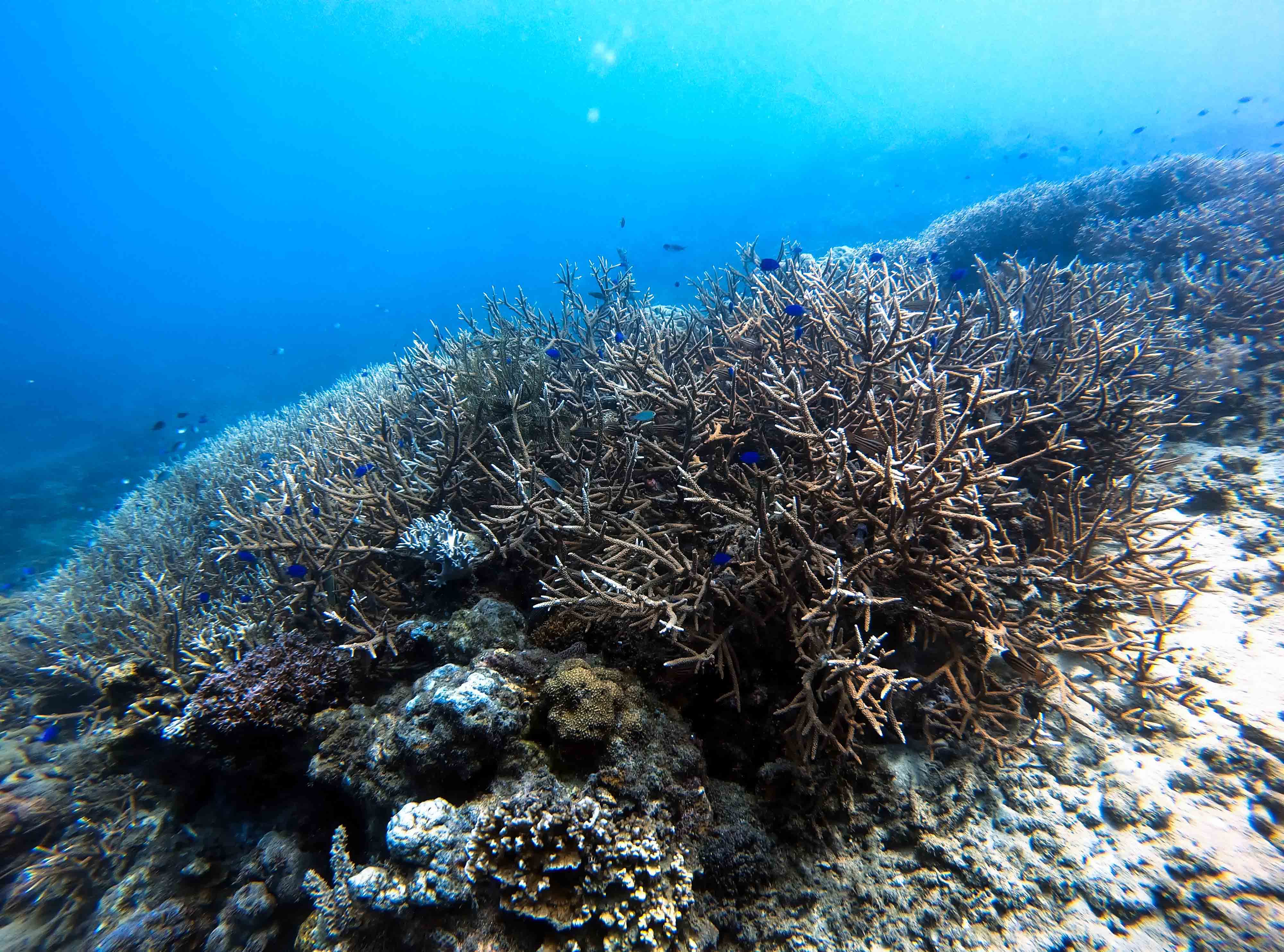 Potensi Wisata Selam Terbaik di Daerah Timur Indonesia