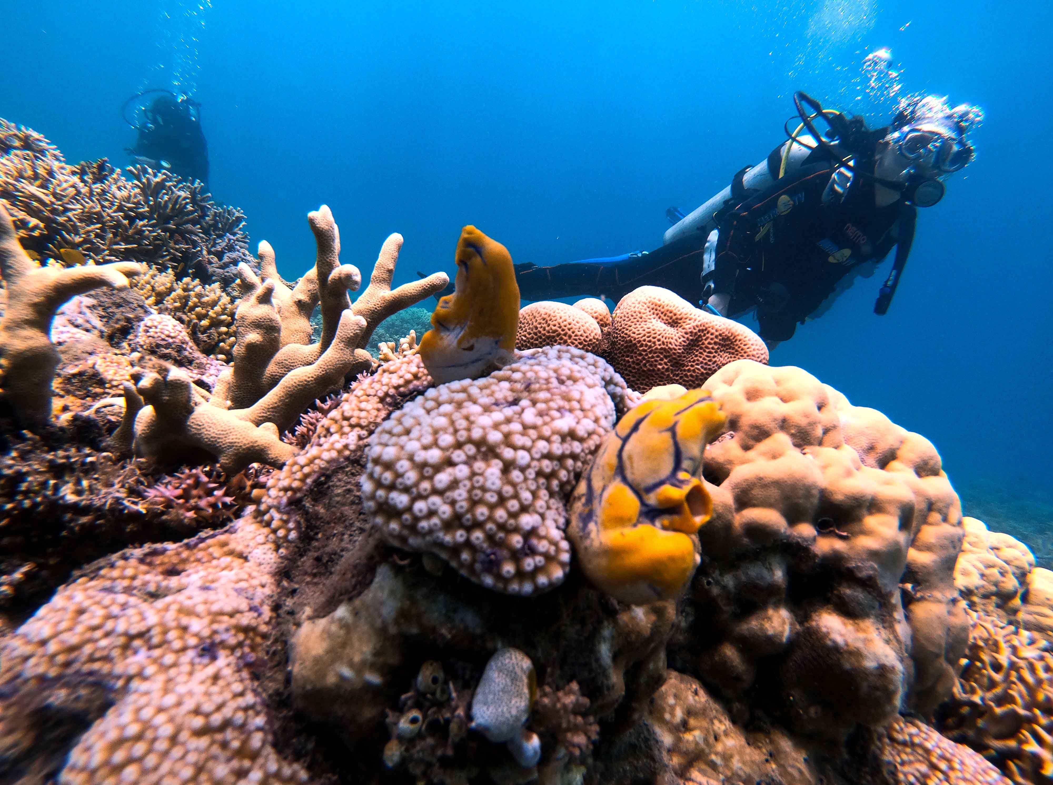 Potensi Wisata Selam Terbaik di Daerah Timur Indonesia