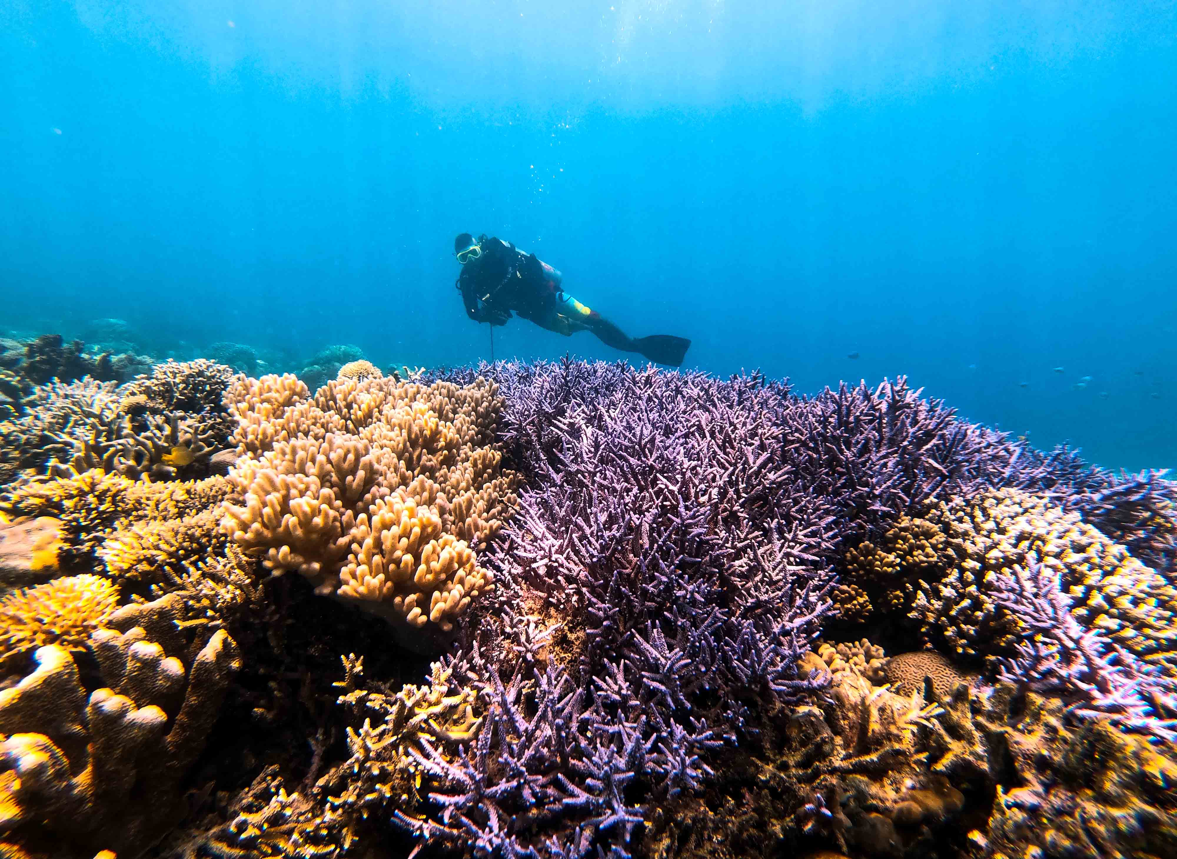 Potensi Wisata Selam Terbaik di Daerah Timur Indonesia