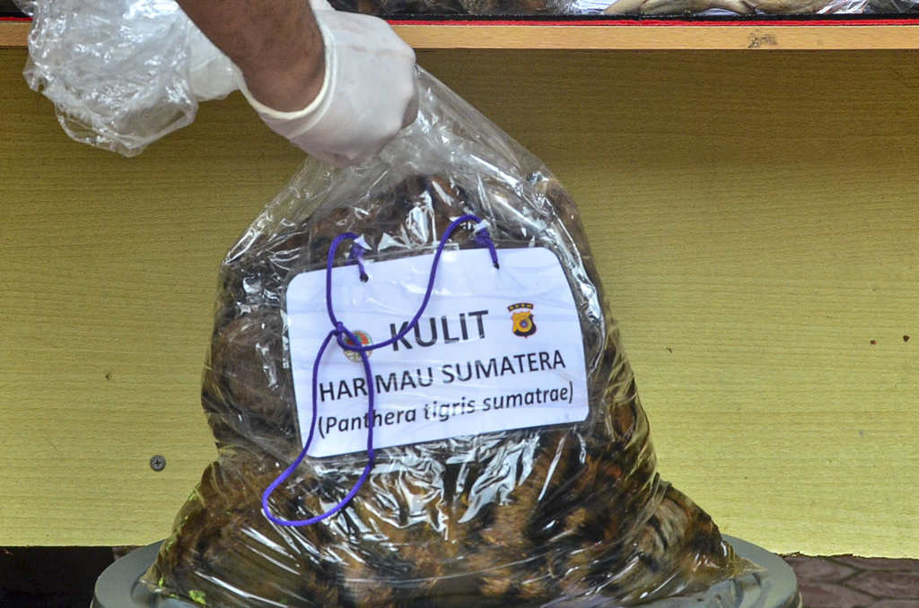 Penyerahan Barang Bukti Kulit Harimau Sumatra 