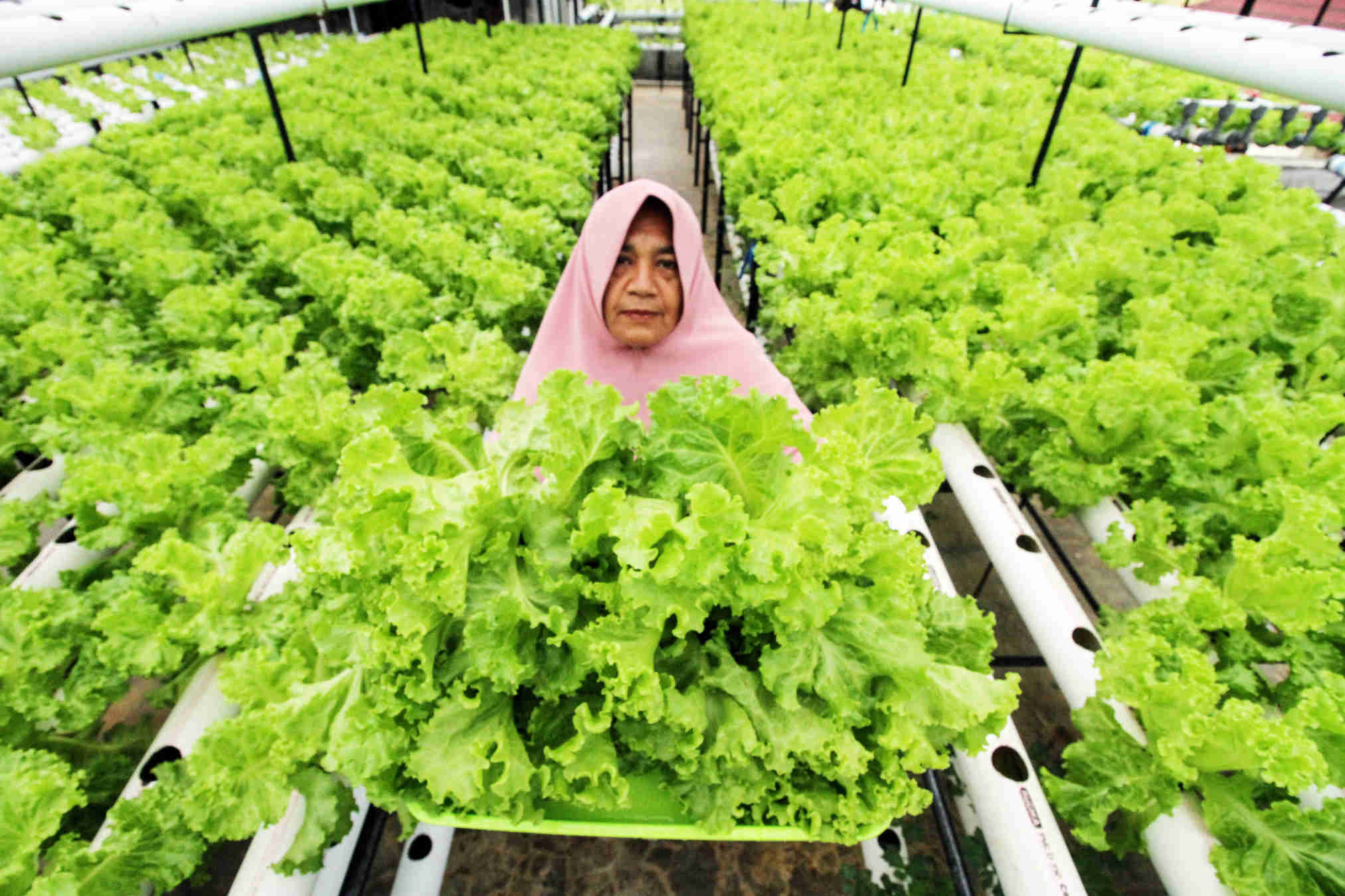 Budidaya Sayuran Hidroponik di Atas Atap Ruko 