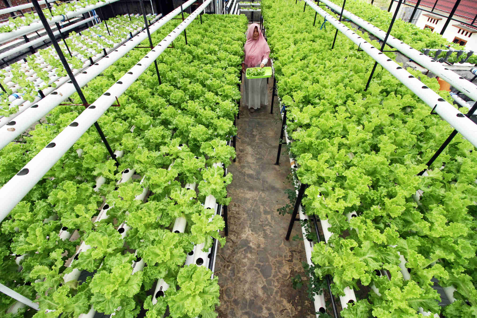 Budidaya Sayuran Hidroponik di Atas Atap Ruko 