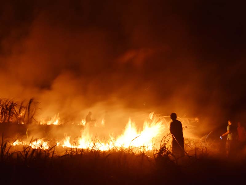Kebakaran Lahan Tebu