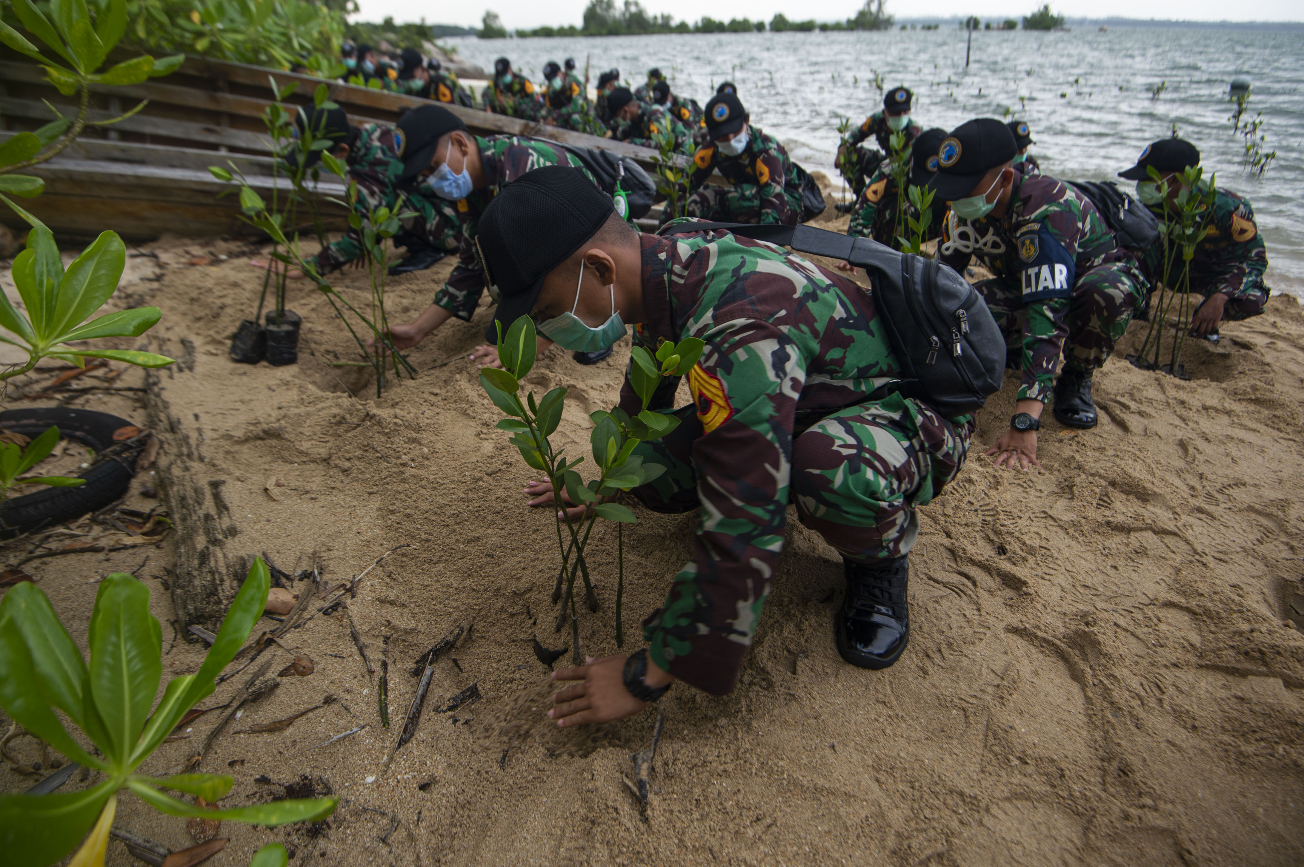 Taruna Akademi Angkatan Laut Menanam Bibit Bakau