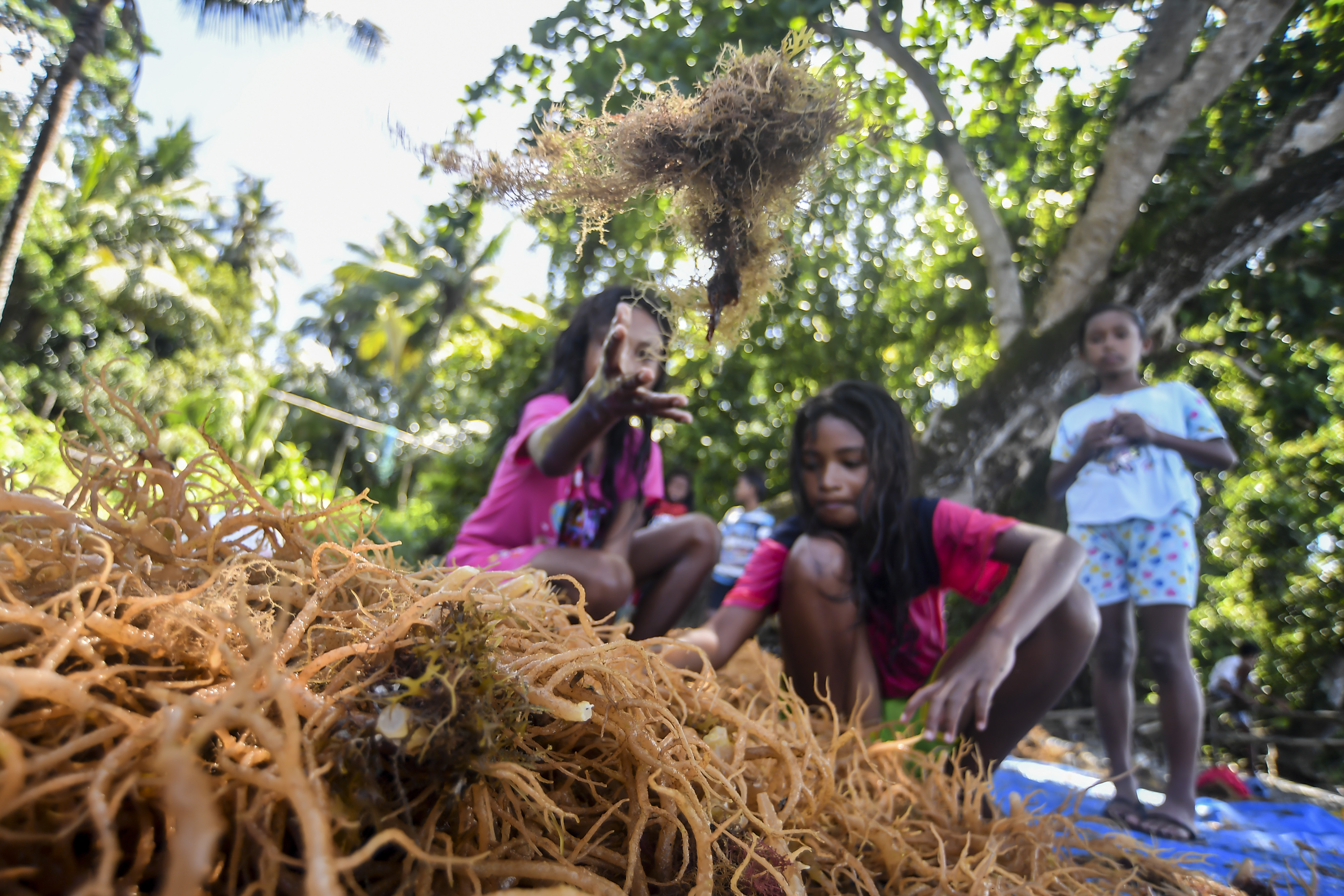 Harga Jual Rumput Laut Turun Hingga 30 Persen