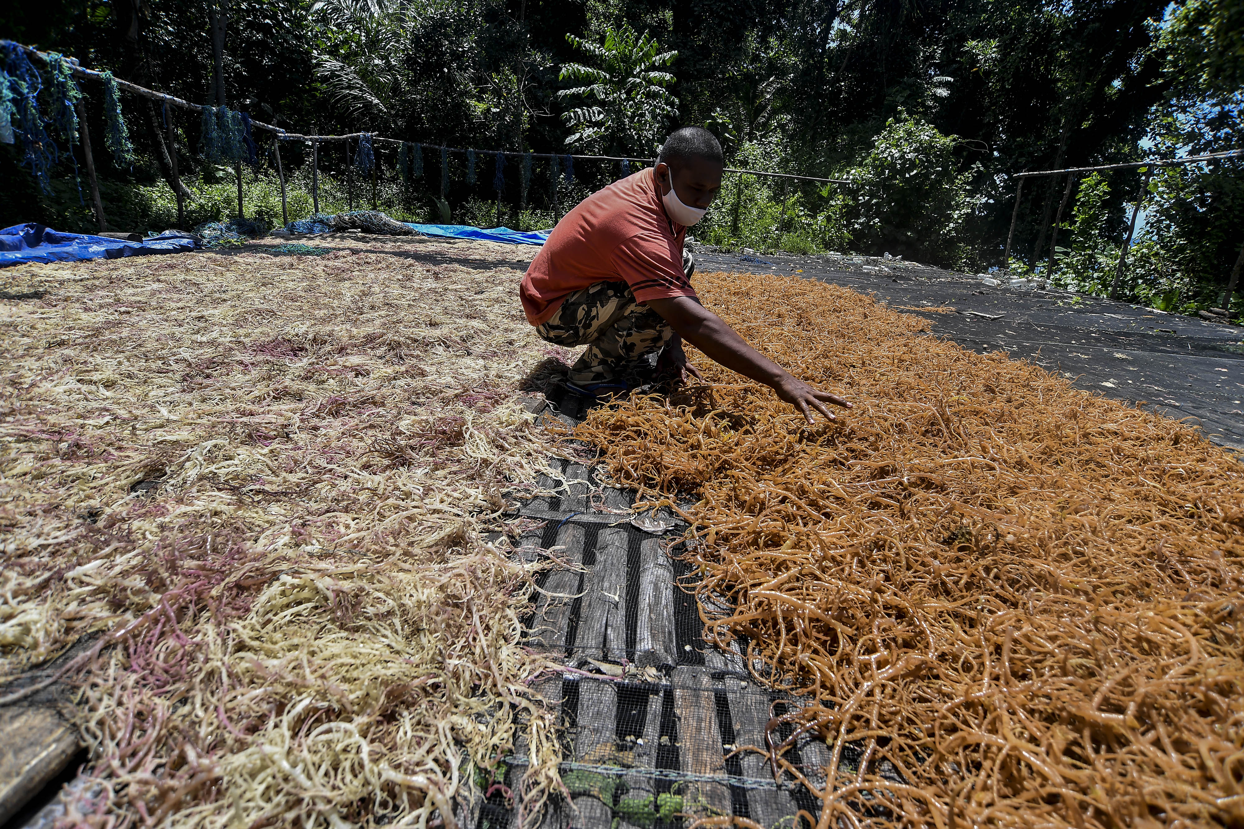 Harga Jual Rumput Laut Turun Hingga 30 Persen