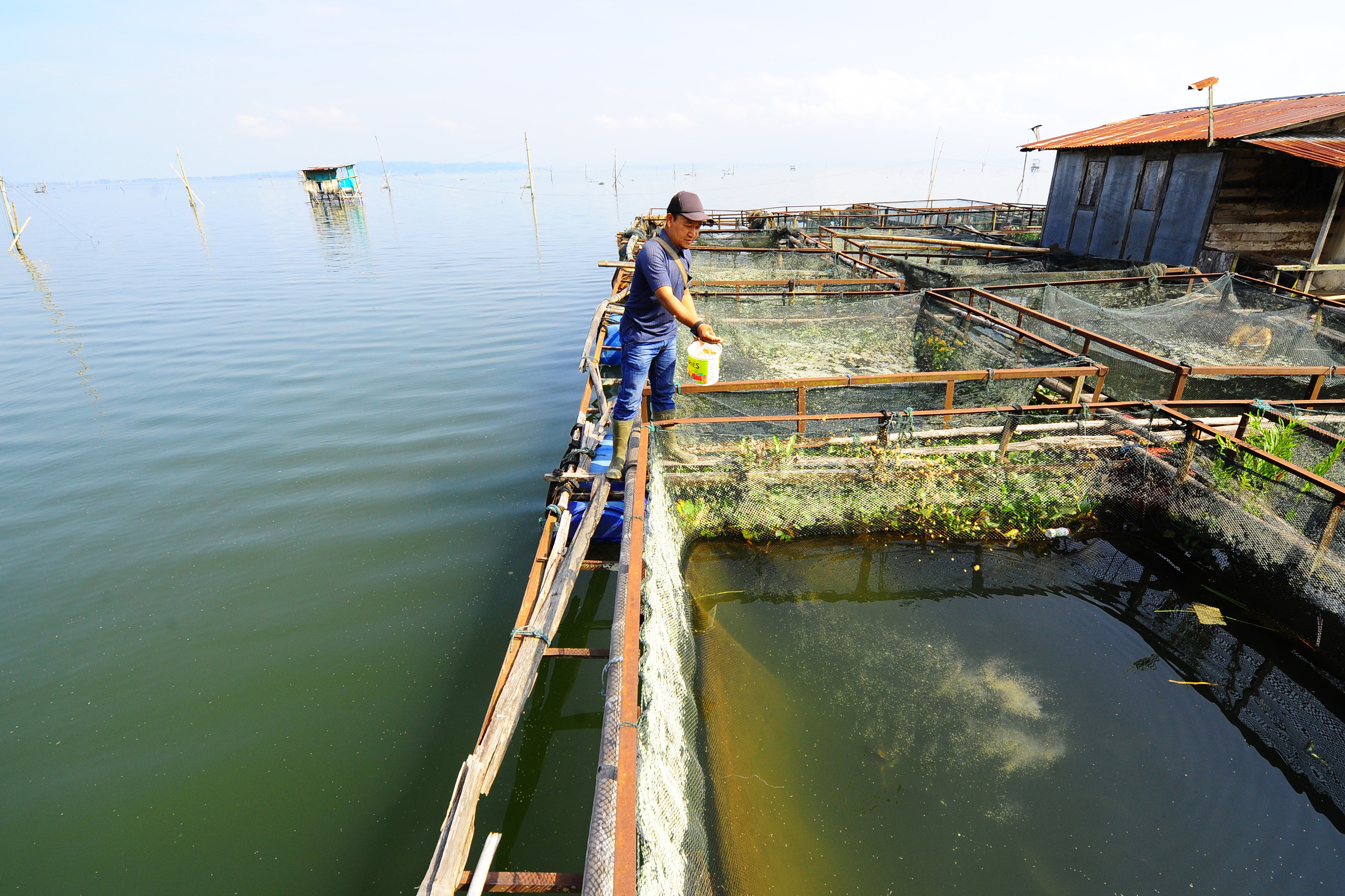 Penurunan Spesies Ikan Danau Kerinci