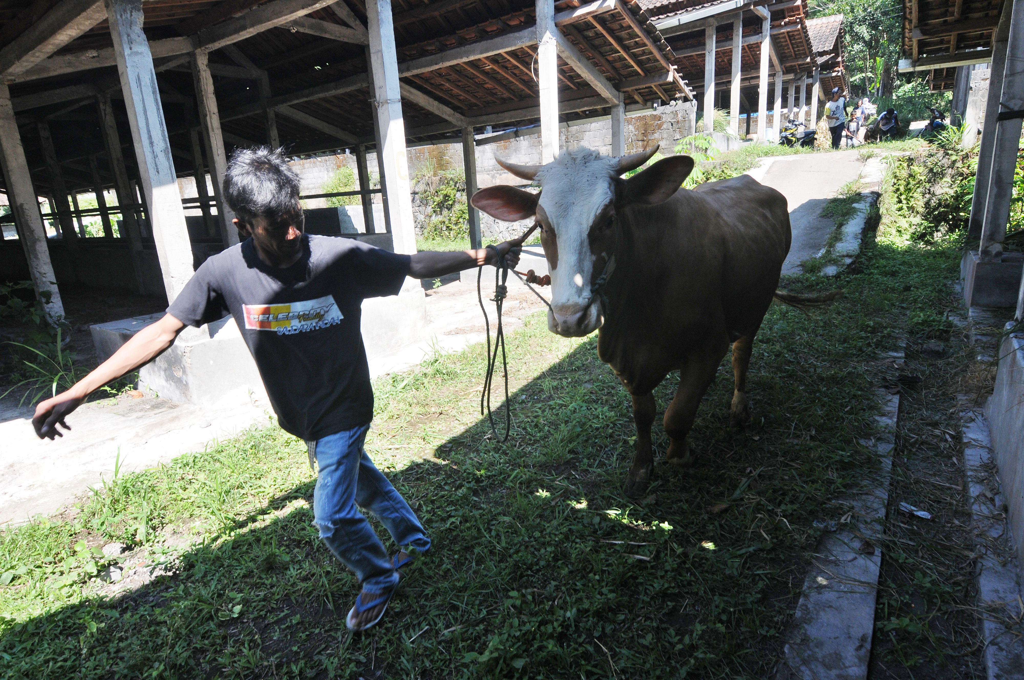  Penampungan  Sapi Milik Warga Merapi