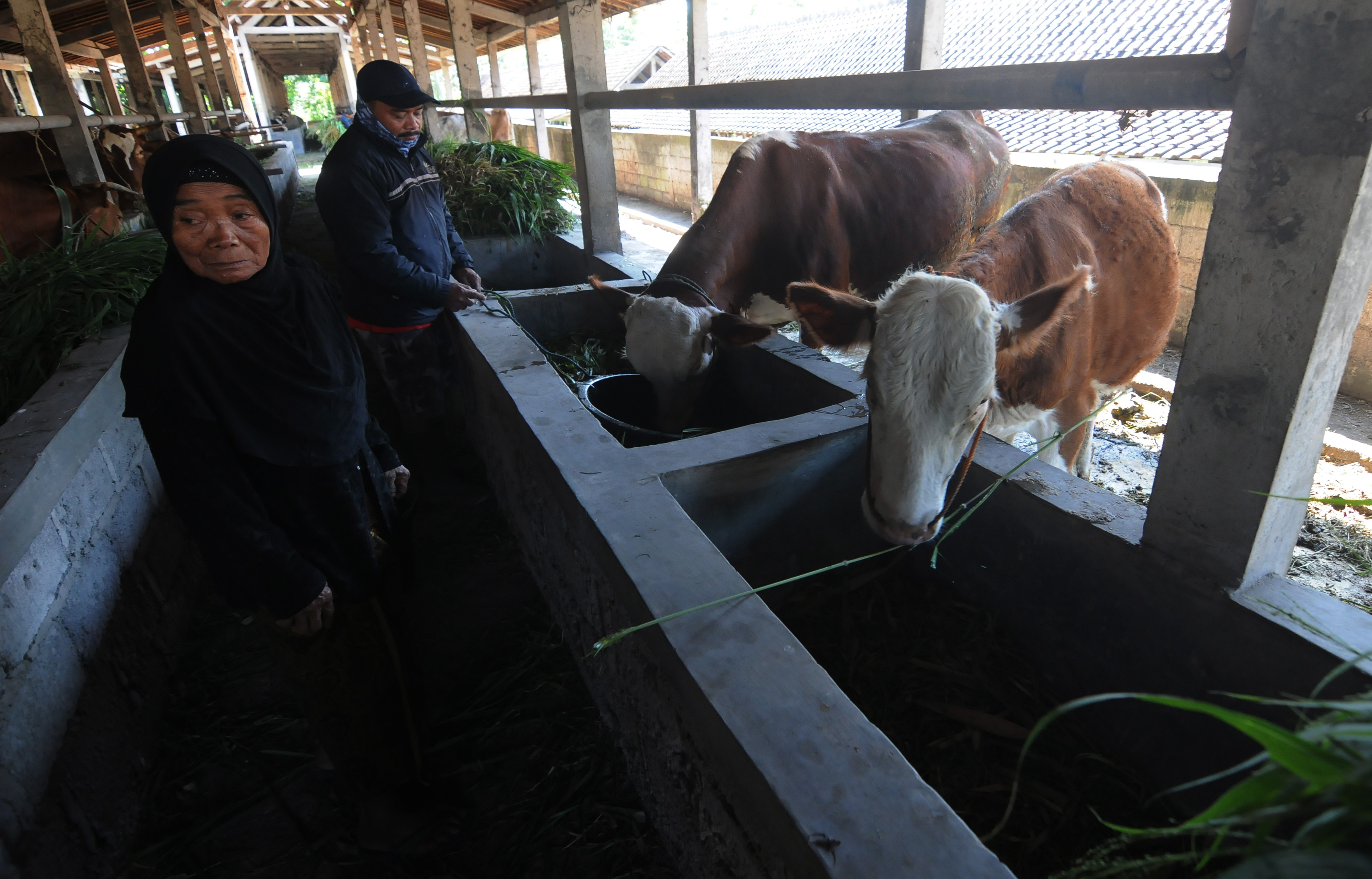  Penampungan  Sapi Milik Warga Merapi