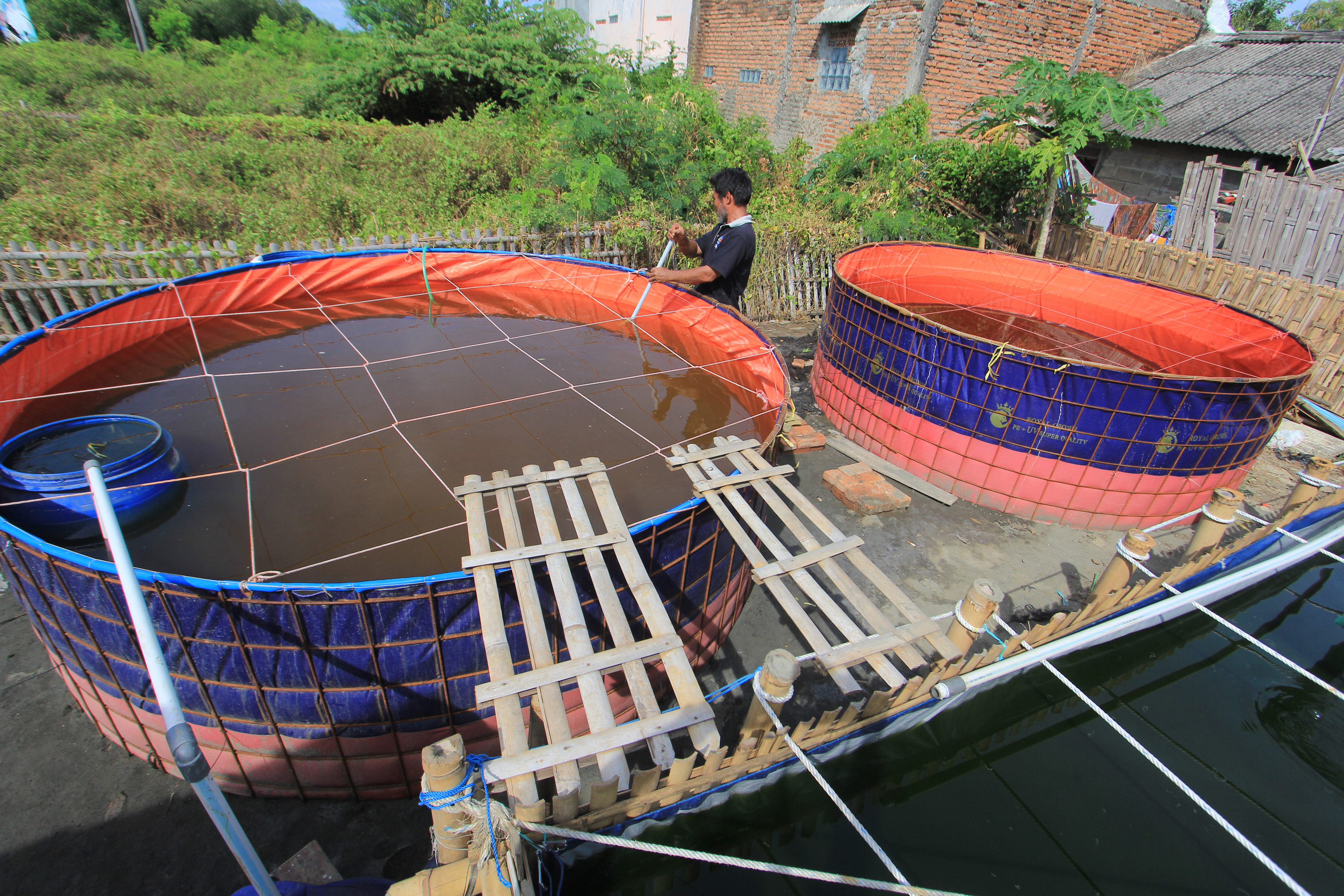 Budi Daya Udang Vanamei Sistem Bioflok