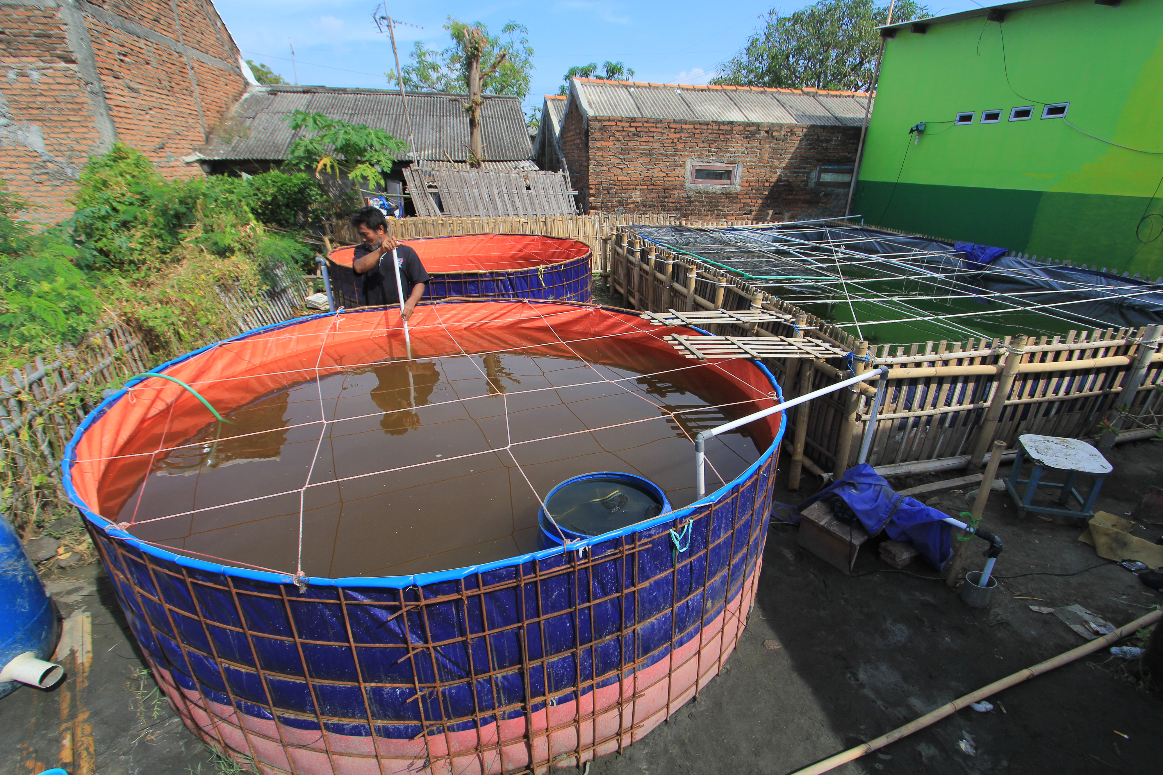 Budi Daya Udang Vanamei Sistem Bioflok