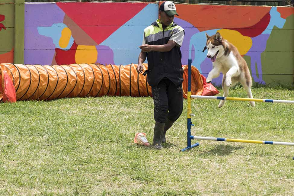 Pelatihan Anjing Ketangkasan K9