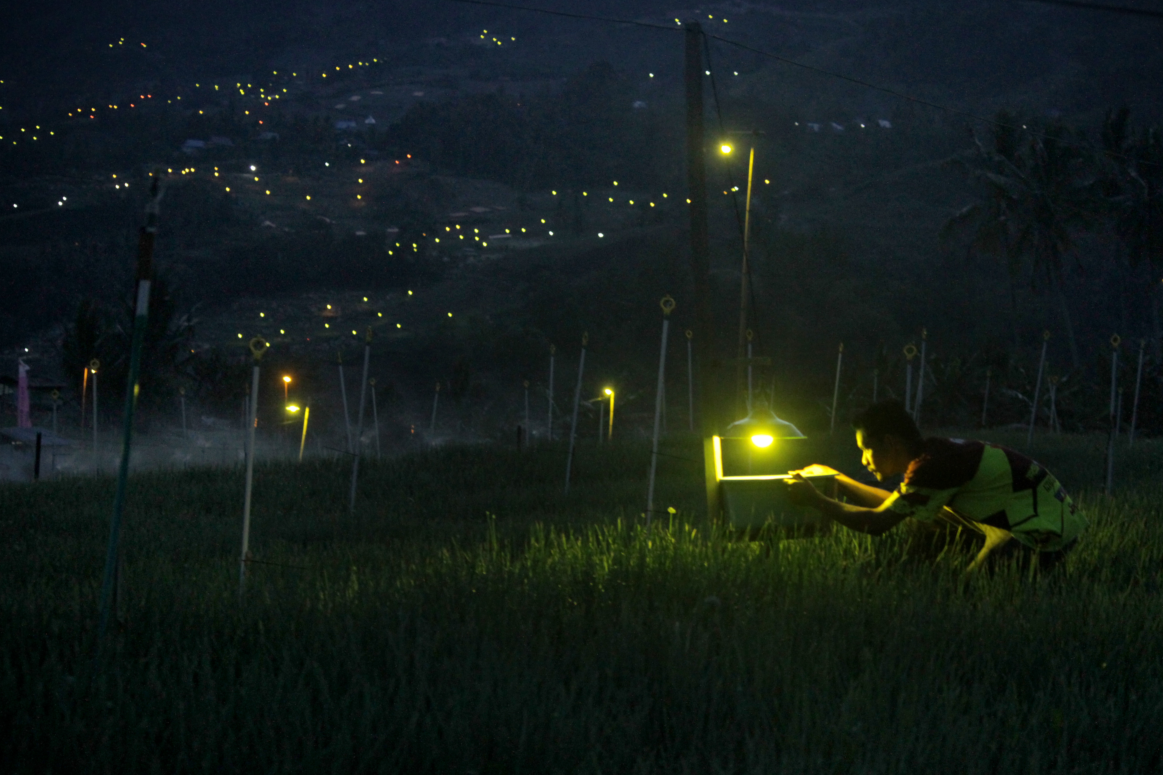 Petani Memasang Lampu Pengendali Hama 