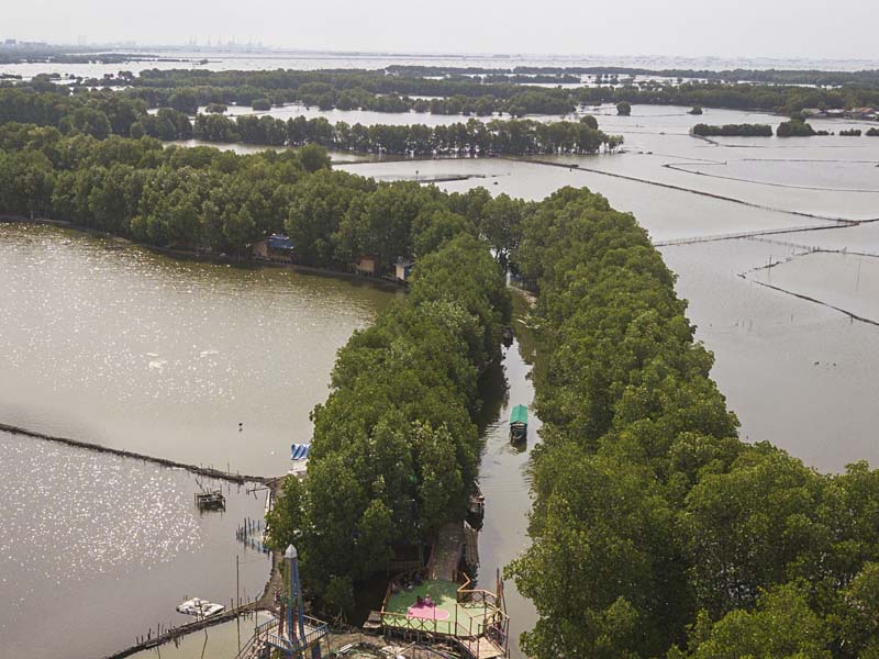 Wisata Hutan Mangrove Sungai Jingkem
