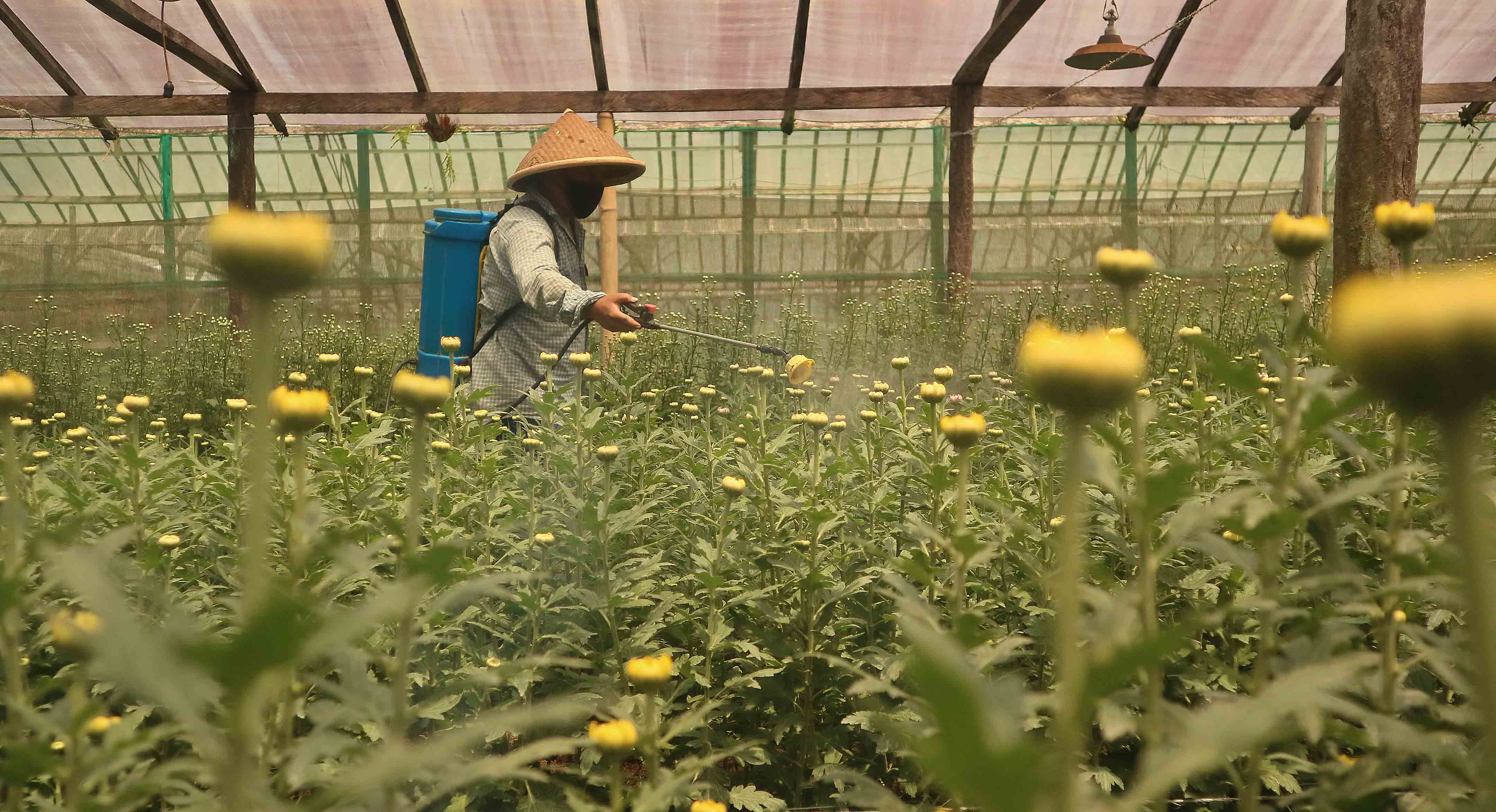 Budi Daya Tanaman Hias